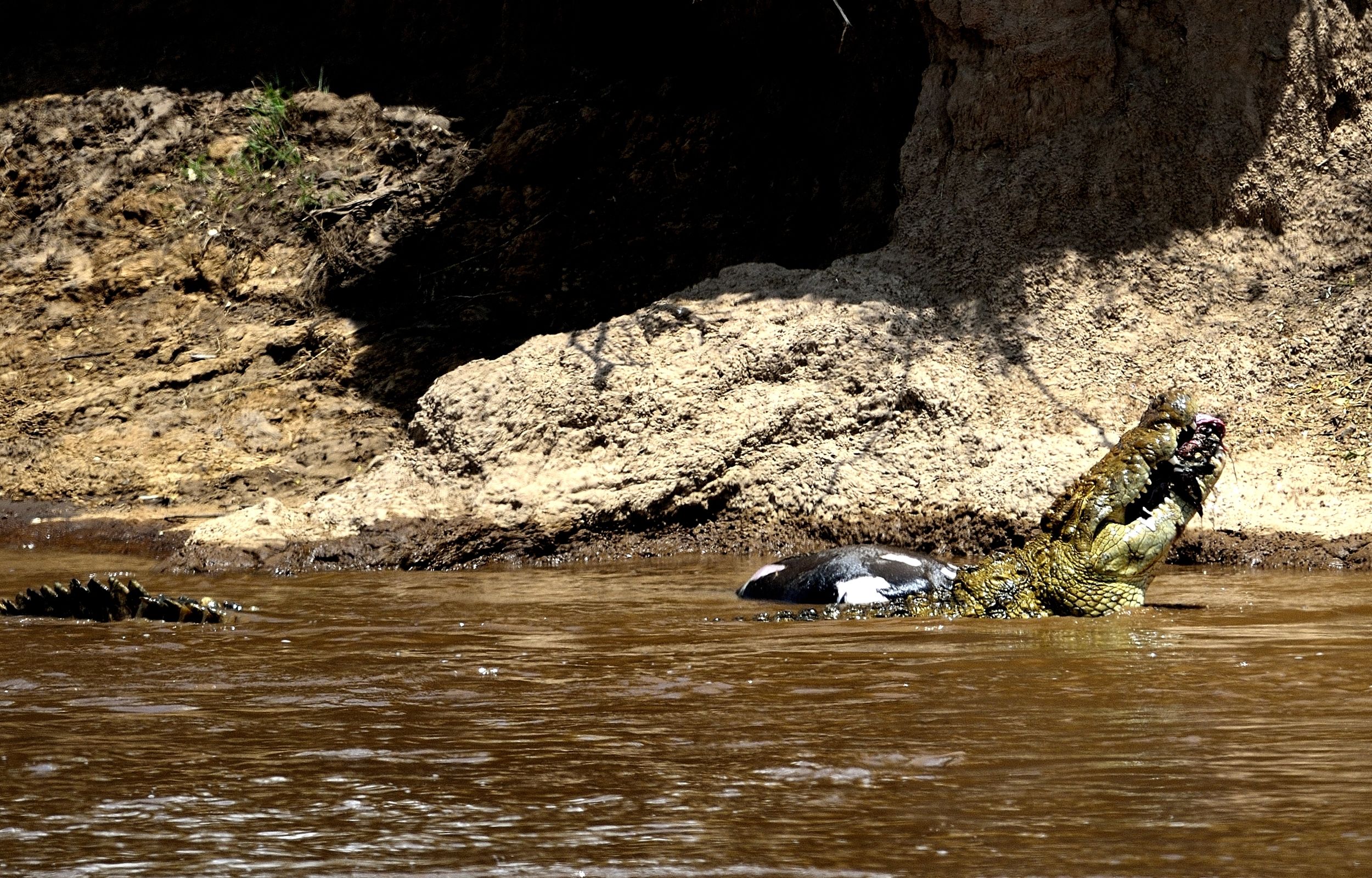 cocco dalla testa alla coda