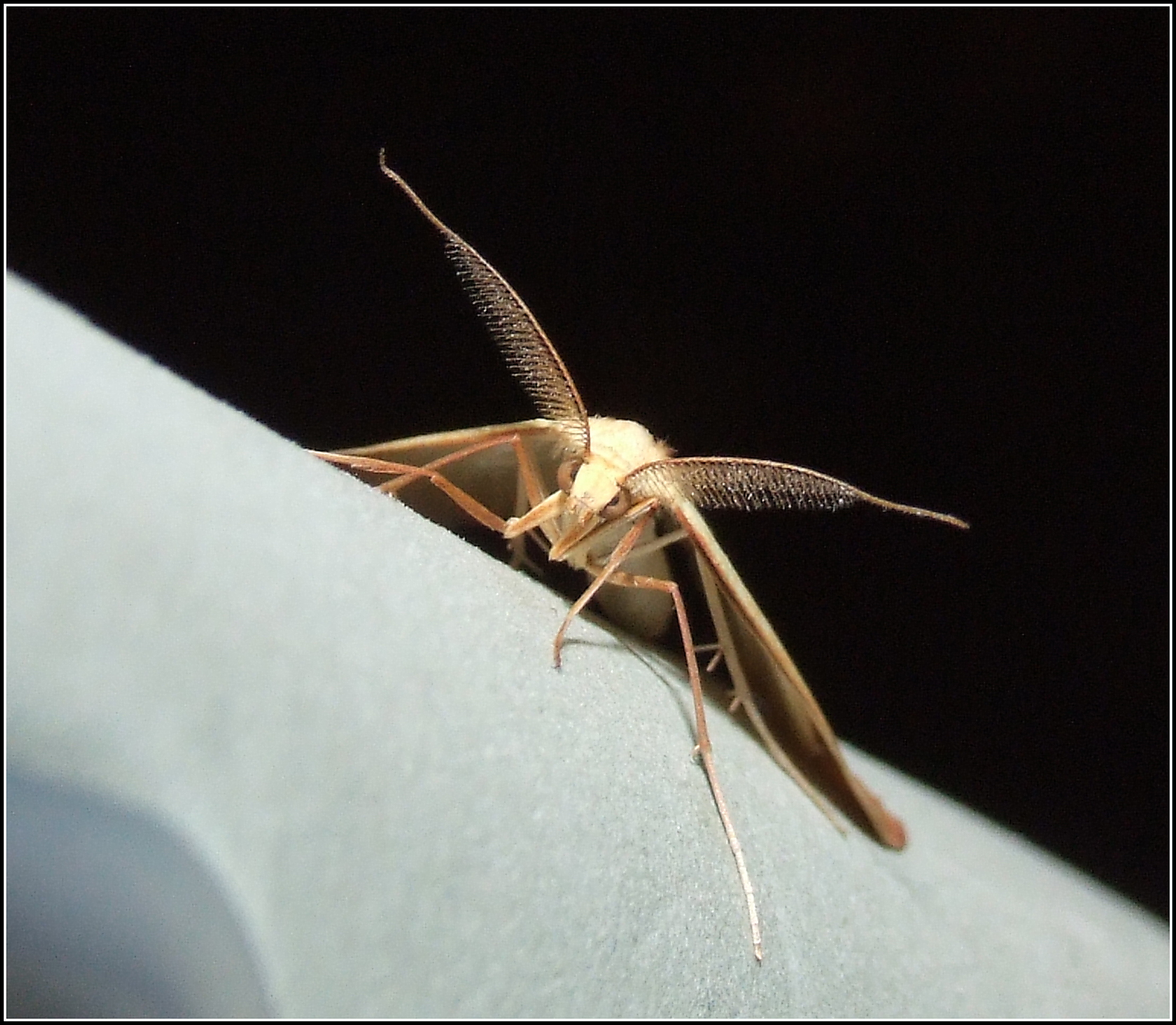 "Rhodometra sacraria" male ...