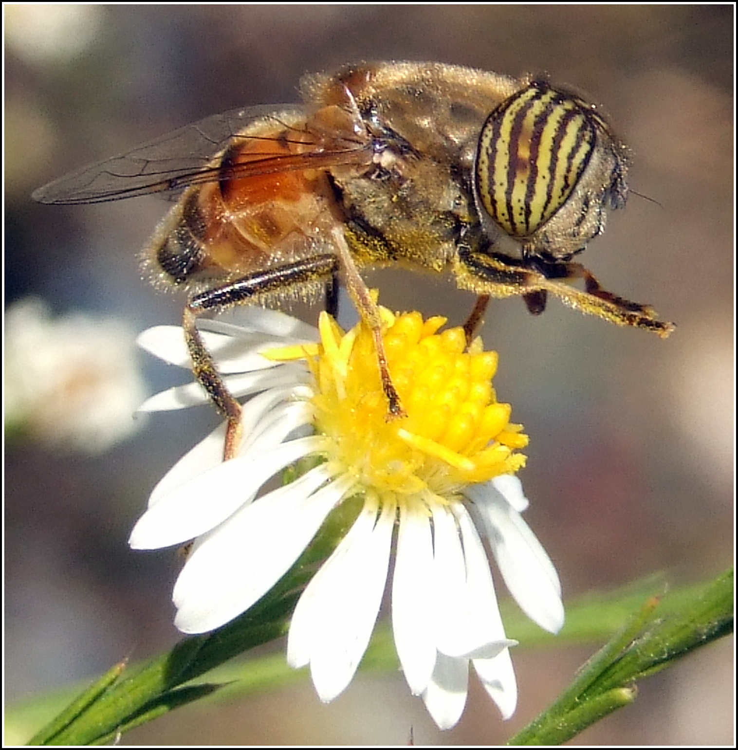 "Eristalinus taeniops" male ...
