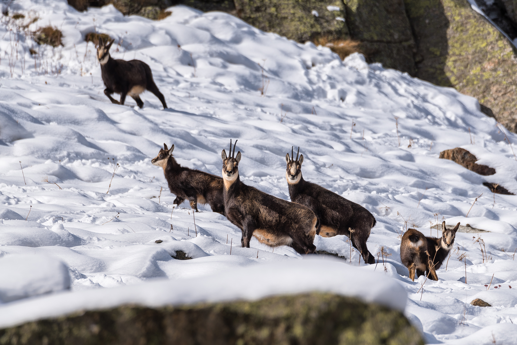 Chamois family