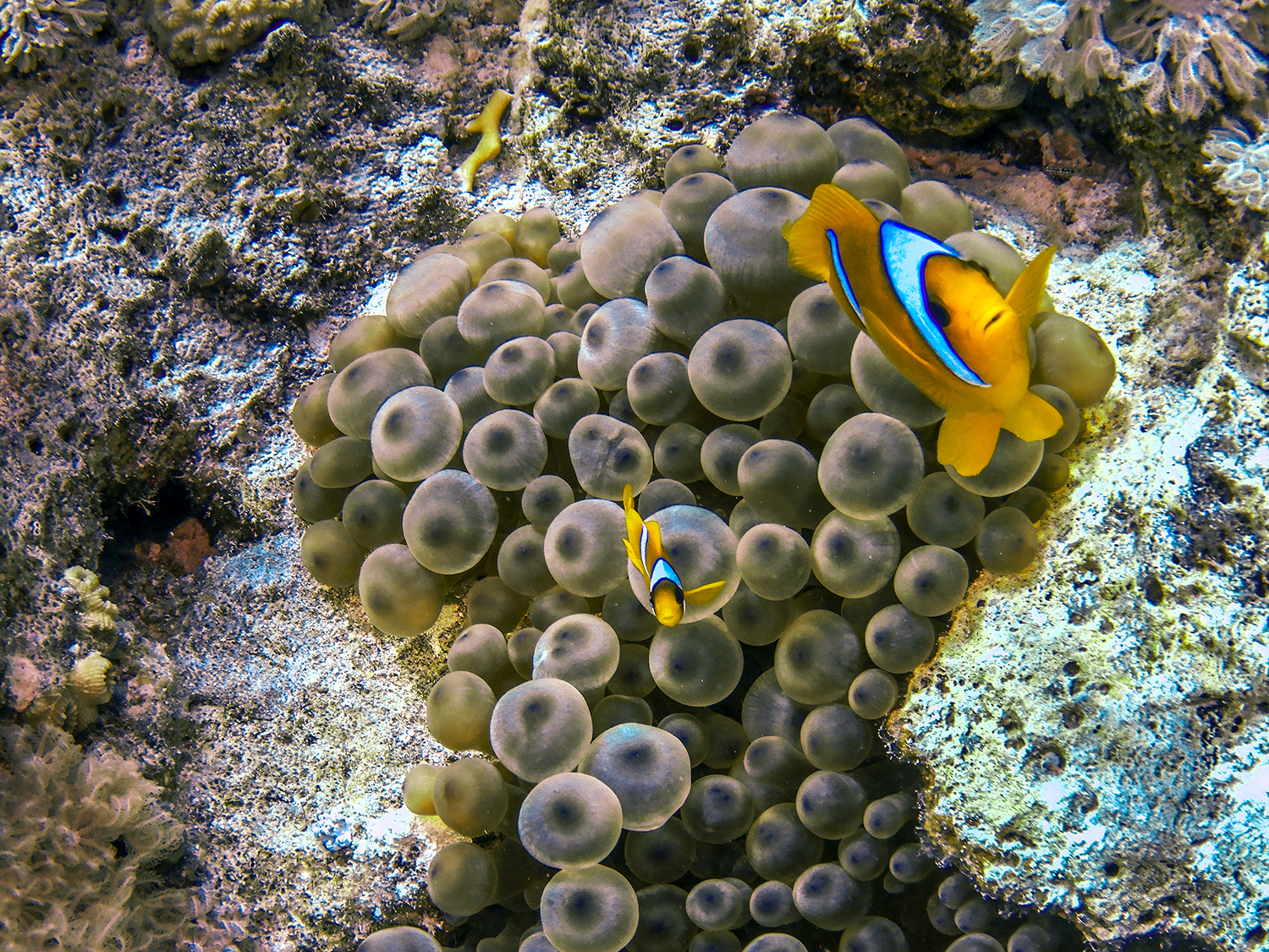 Amphiprion ocellaris