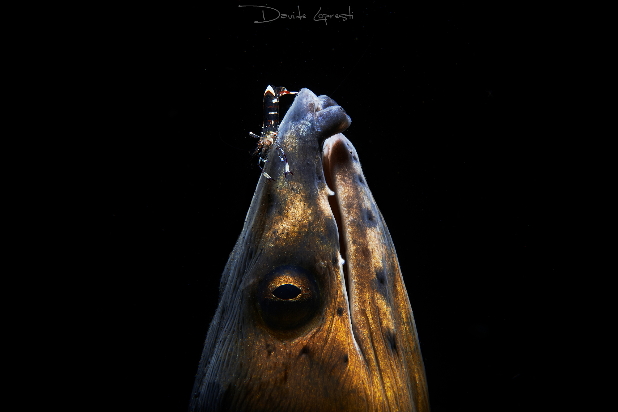 Snake eel and shrimp