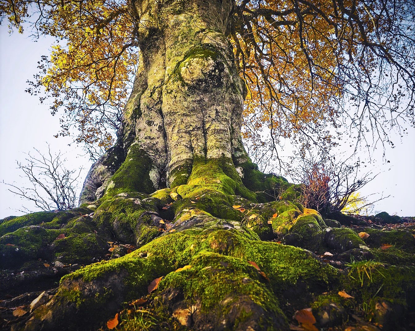 Grandfather of the woods