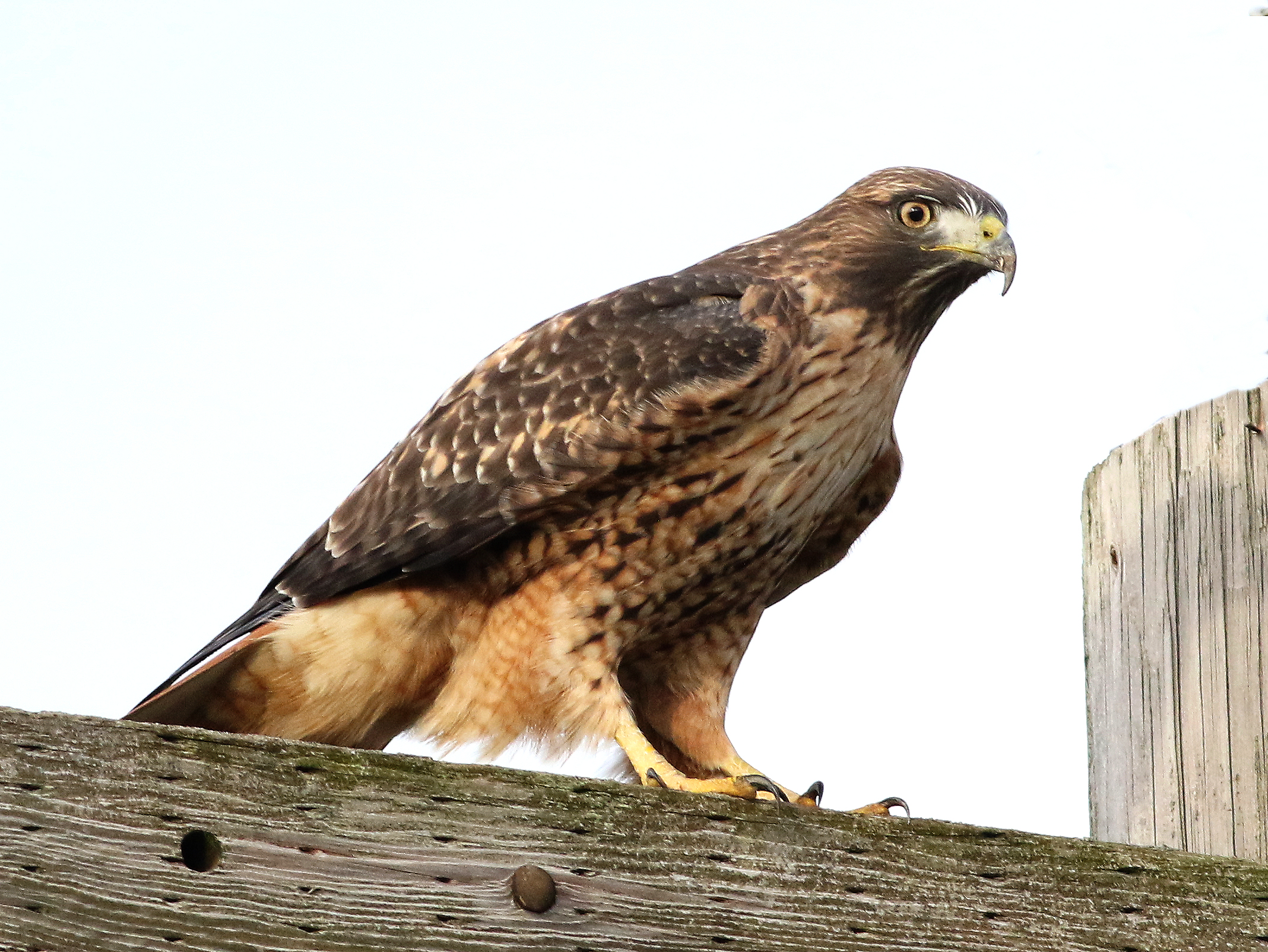 analizzare, cercare, guardare