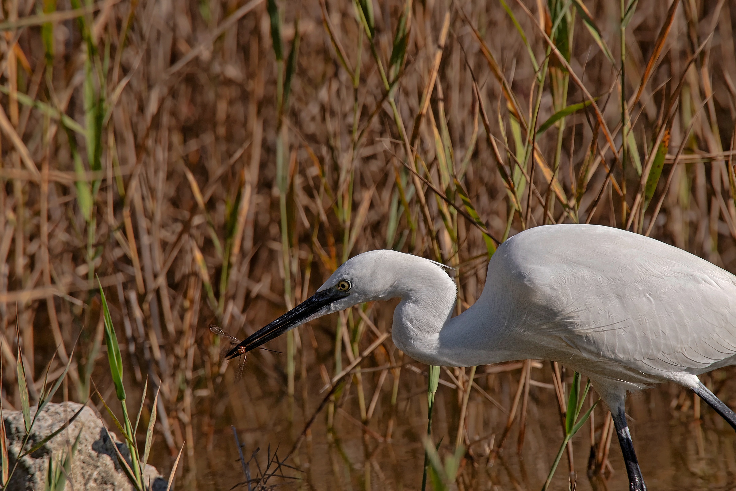 La Garzetta & la Libellula