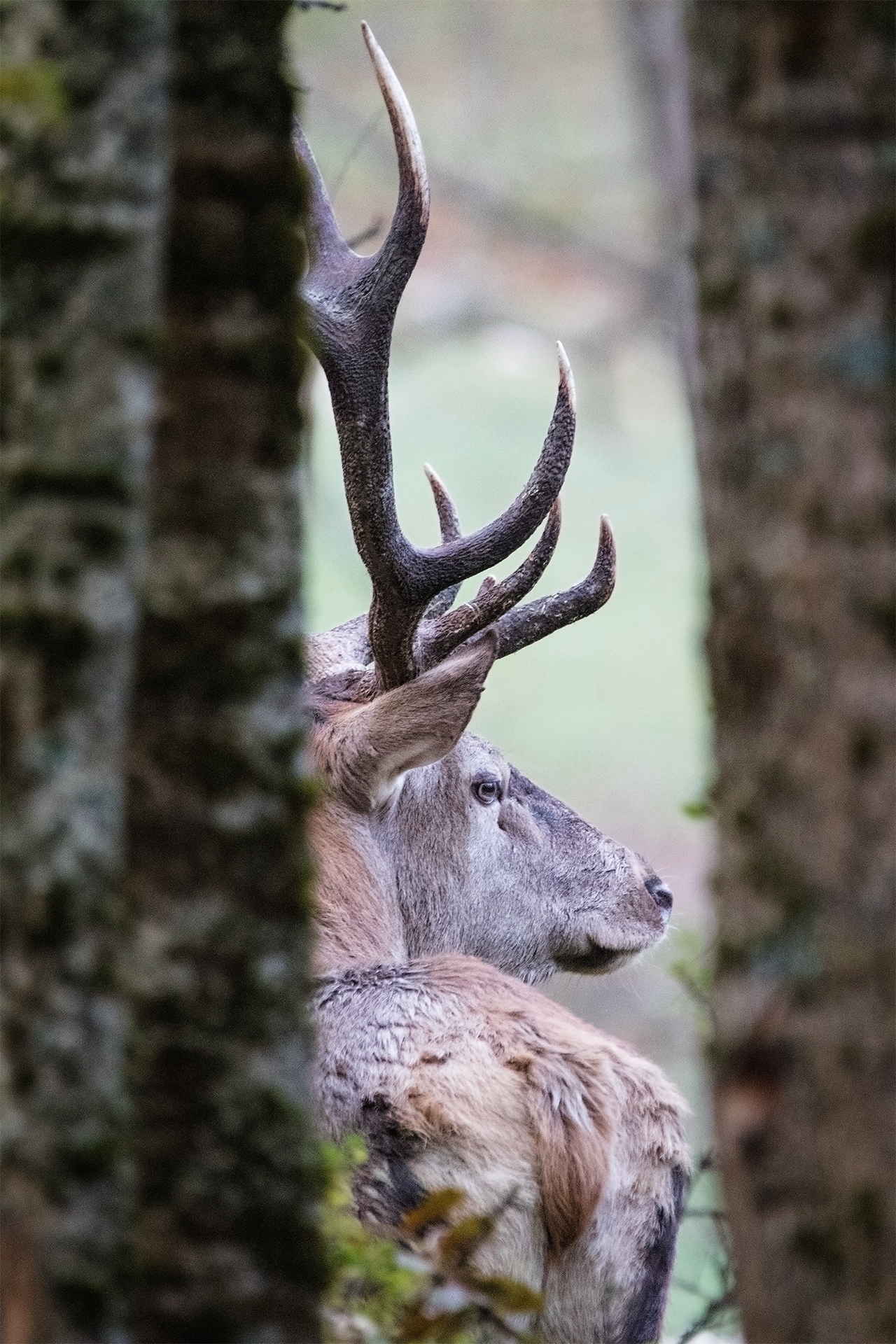 tra le colonne della natura