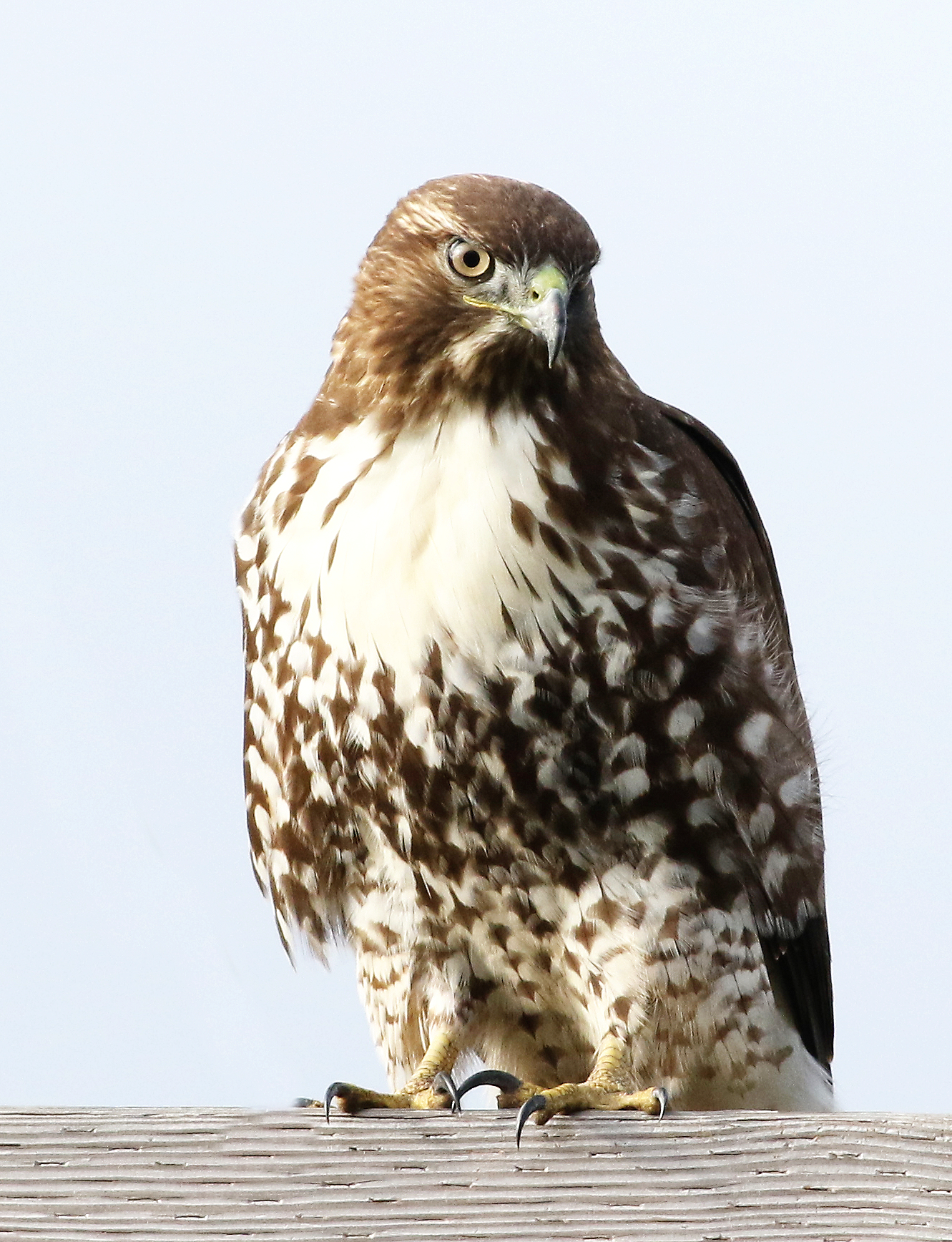 Lo sguardo verso il basso