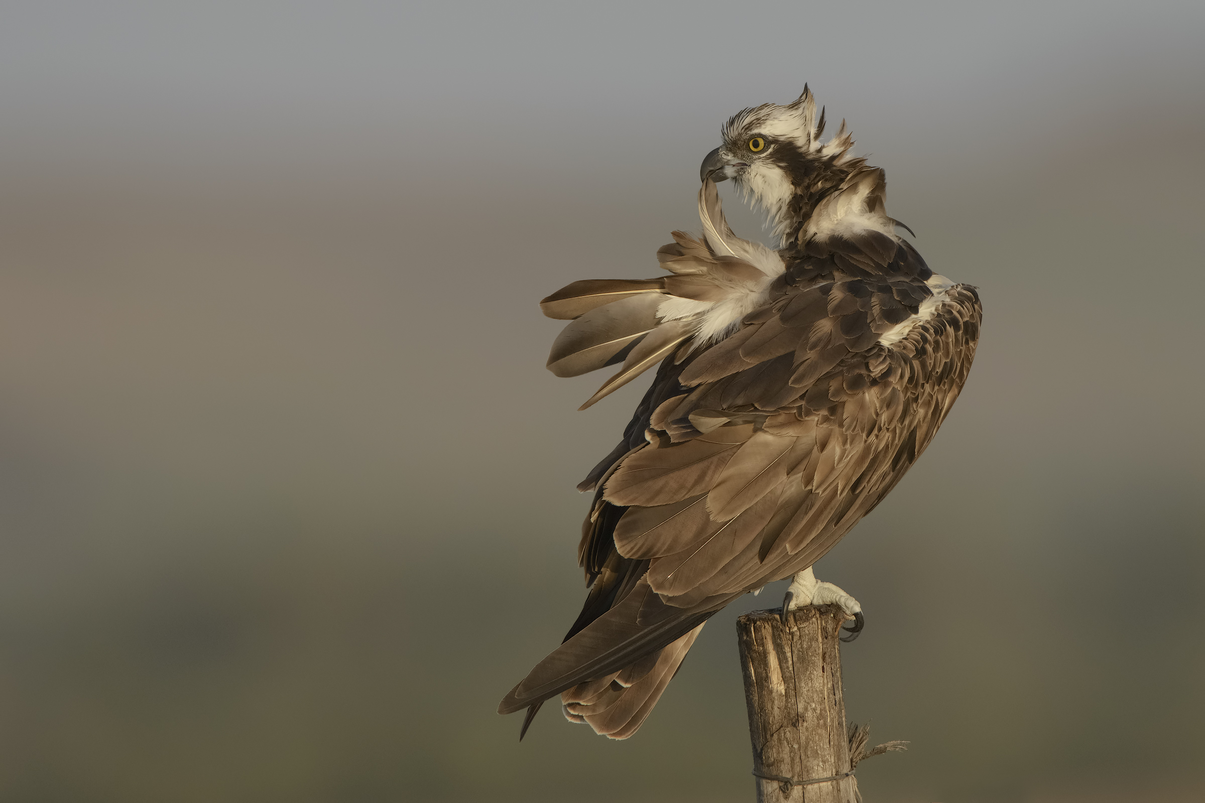 'fisherman' in cleaning