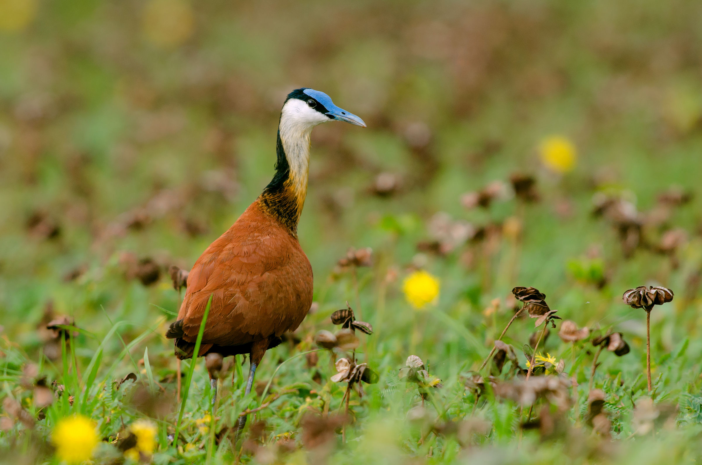 africana jacana
