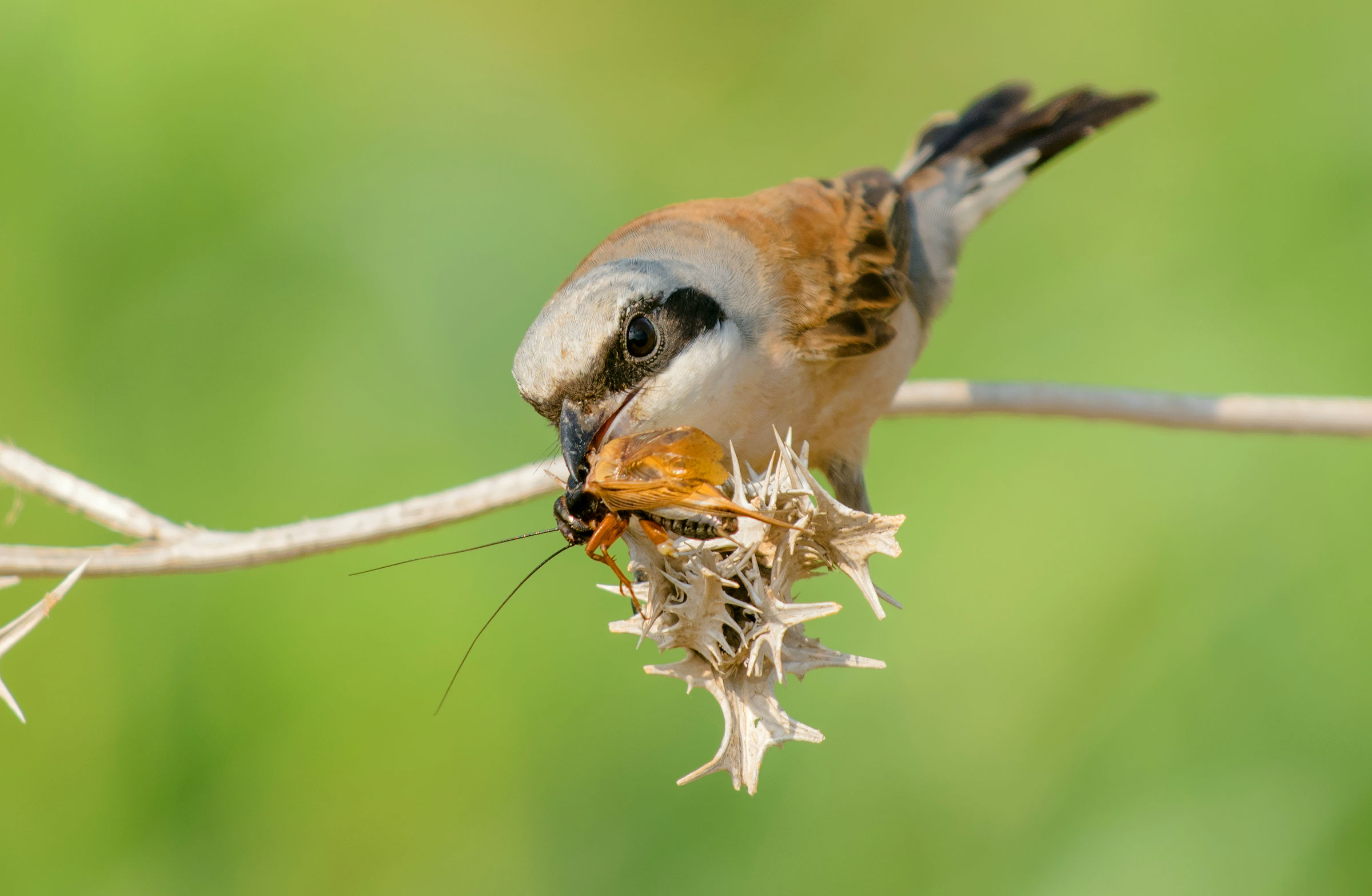 red backed shrike