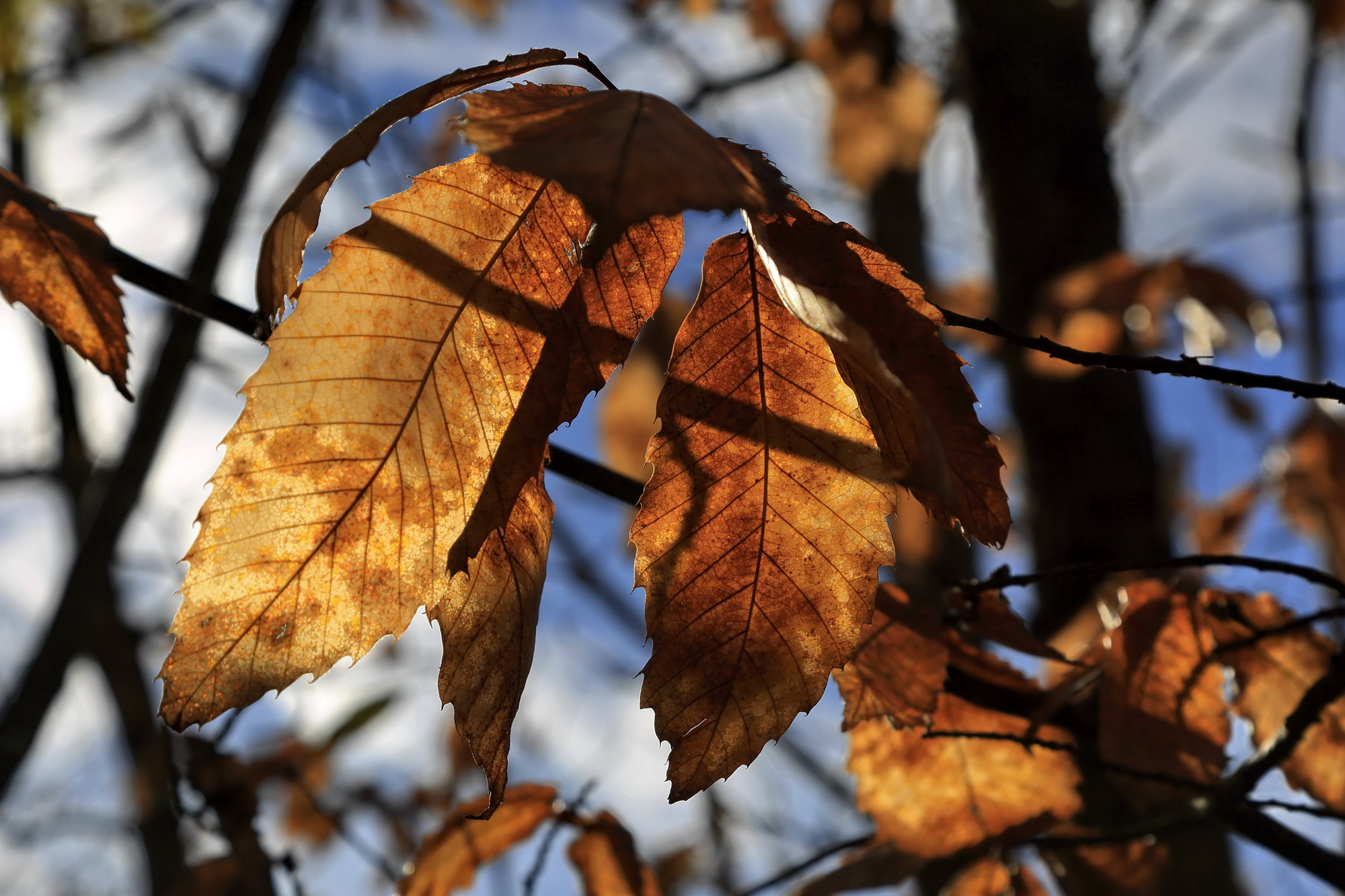 le ultime a resistere