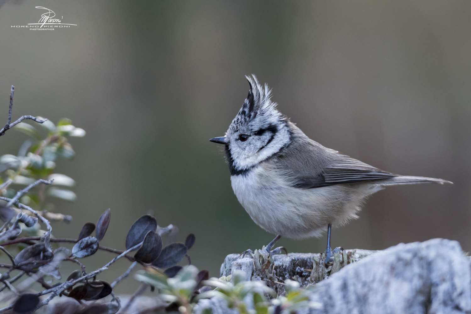 The cinch from the clump