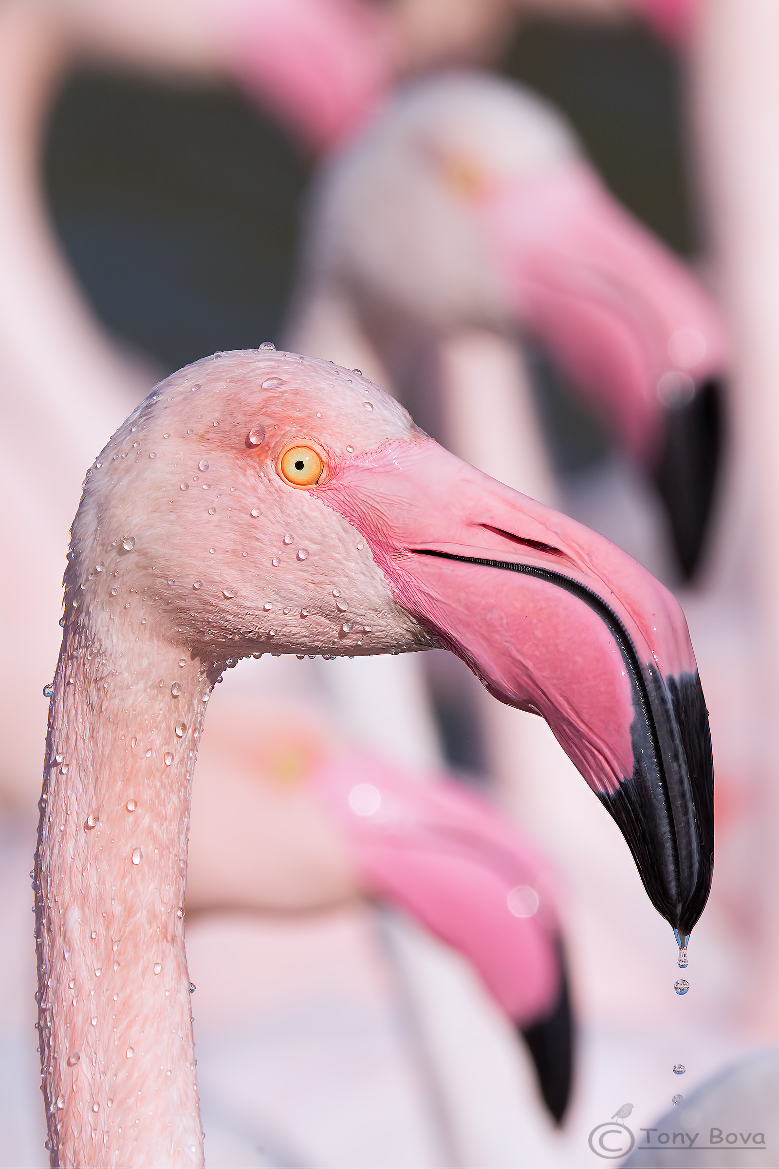 Phoenicopterus roseus