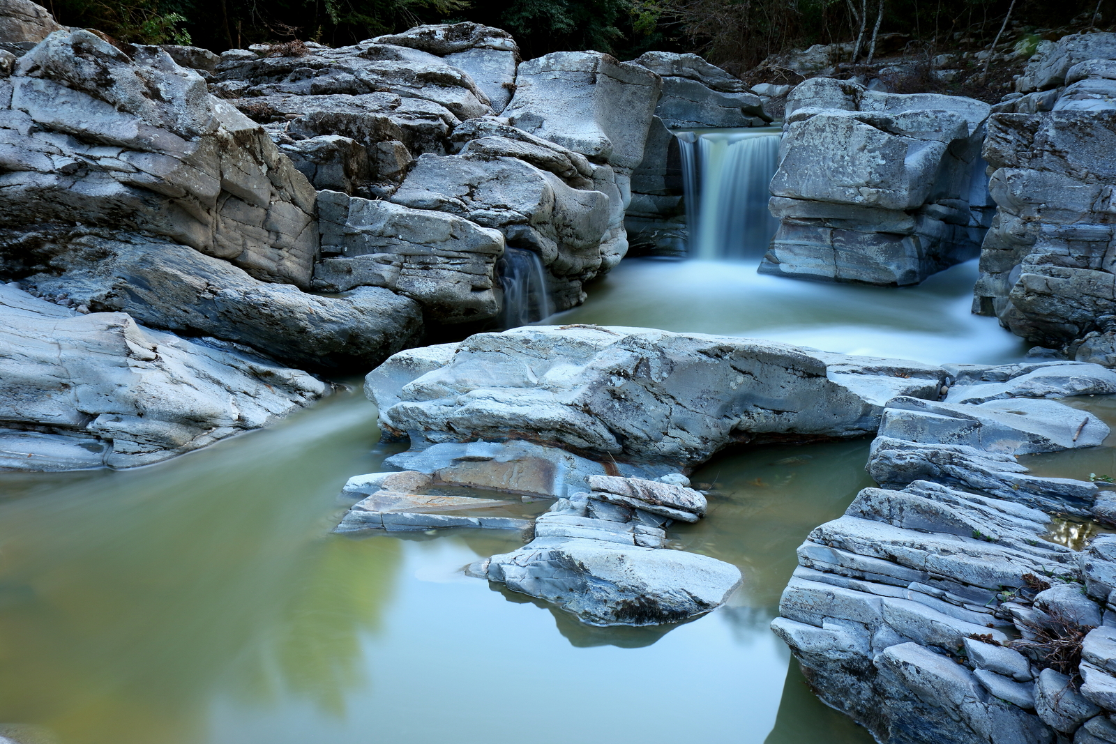 Torniella GR 2 canals