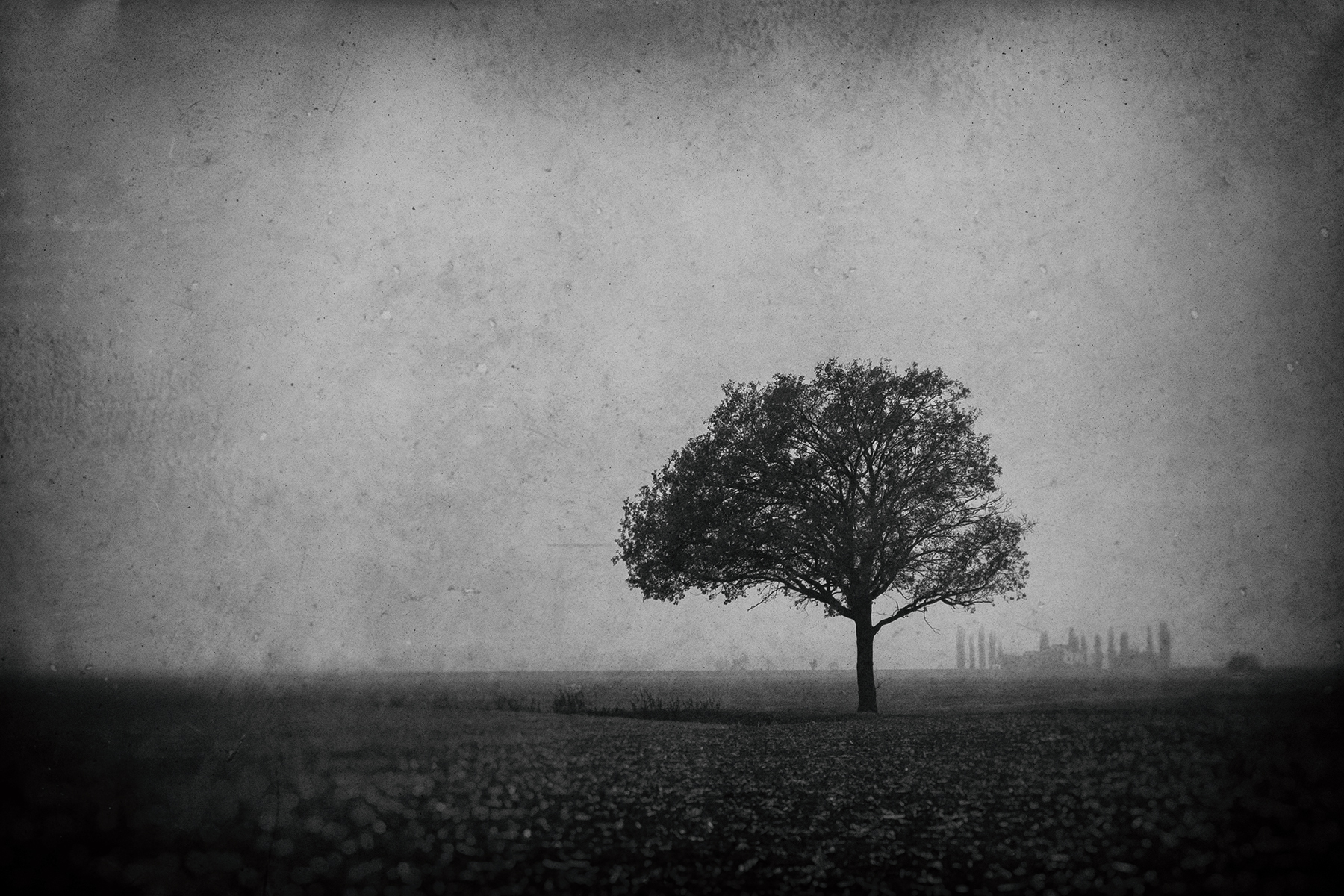 l'albero triste