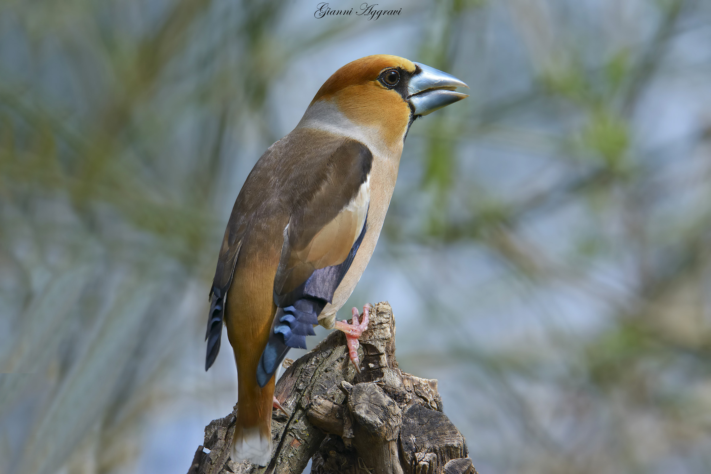 Coal (Coccothraustes coccothraustes) male