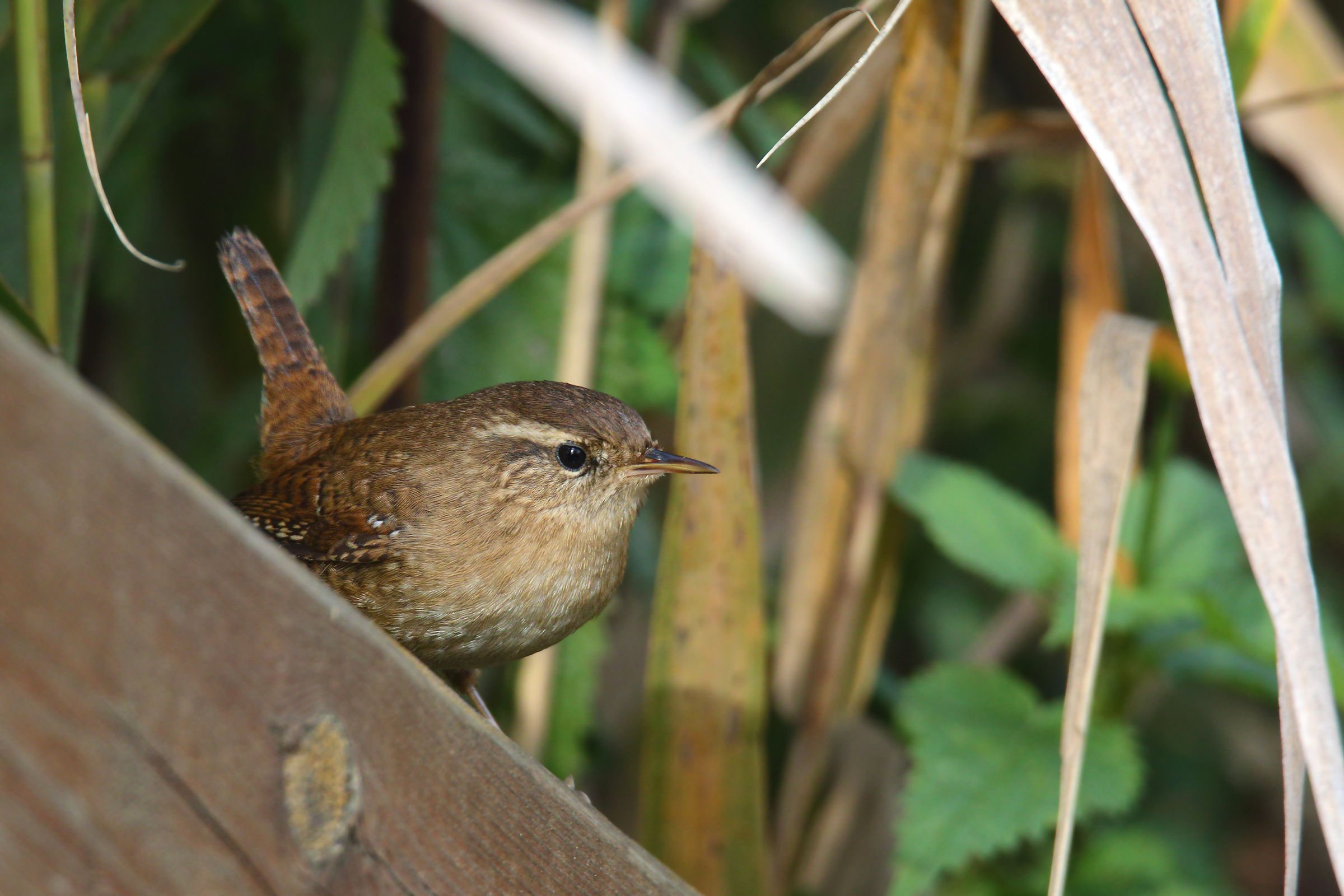 wren