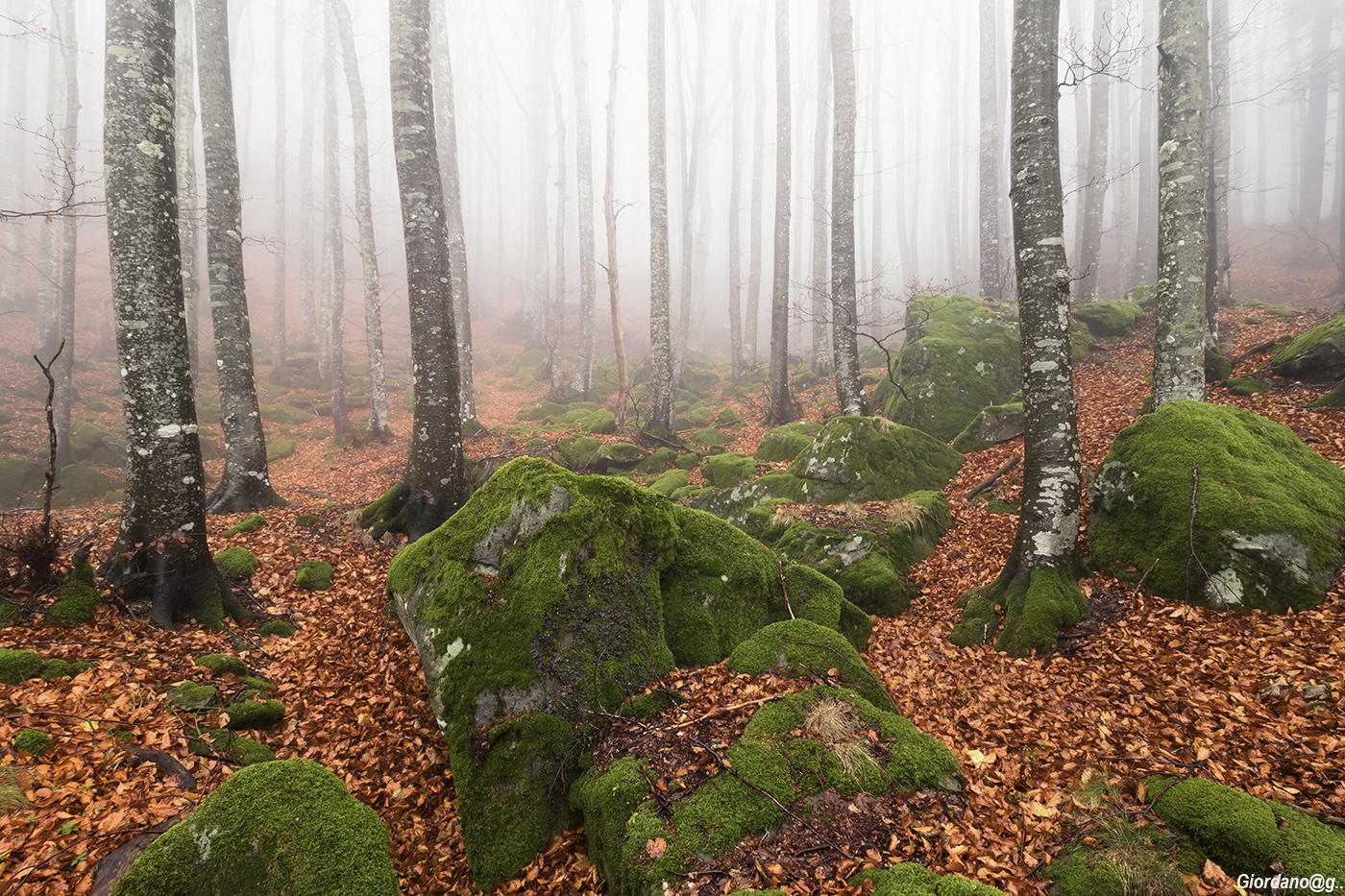 La faggeta nella nebbia..