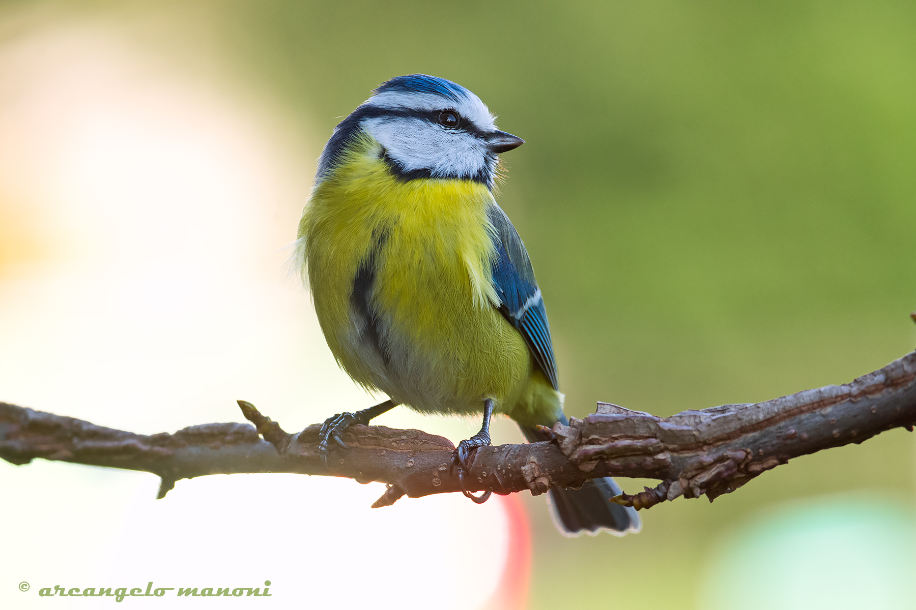 Profile of the cinnamon