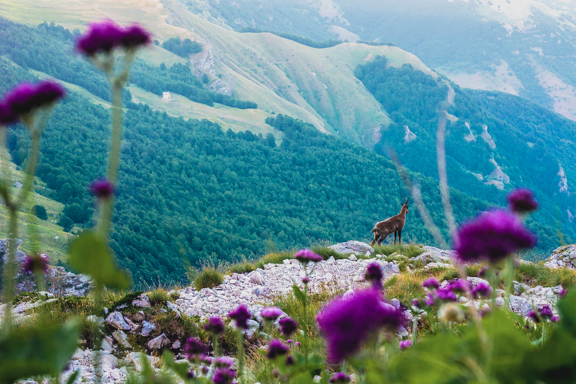 Camoscio d'Abruzzo - PP