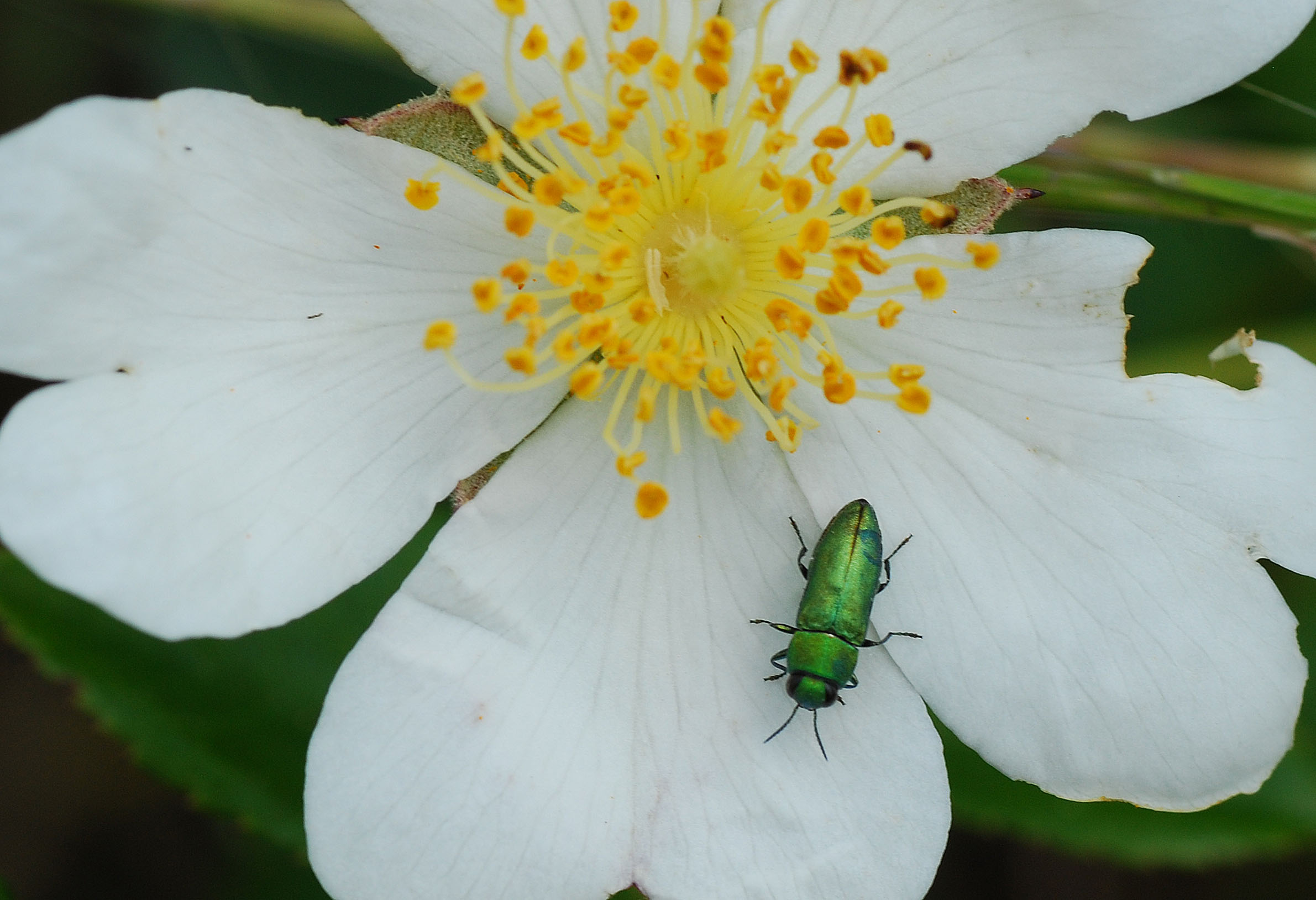 Buprestidae Anthaxia nitidula