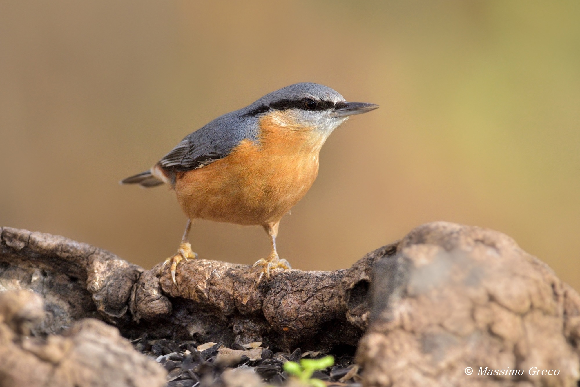 Picchio muratore (Sitta europaea)