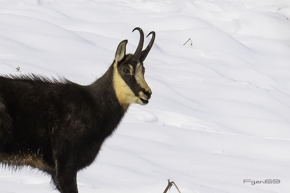 Camoscio Val Roseg - Switzerland