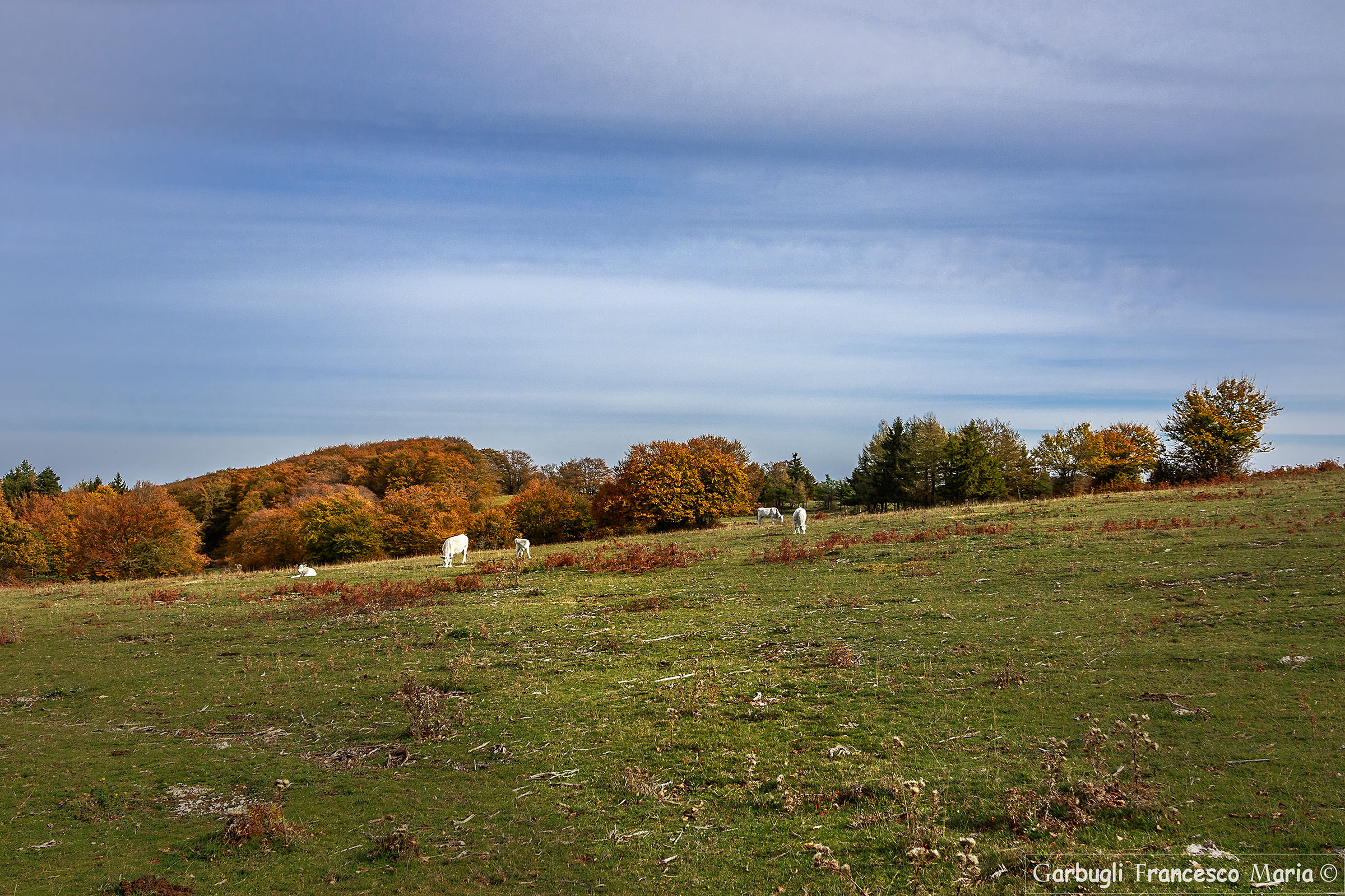 On pasture on Monte Canfaito