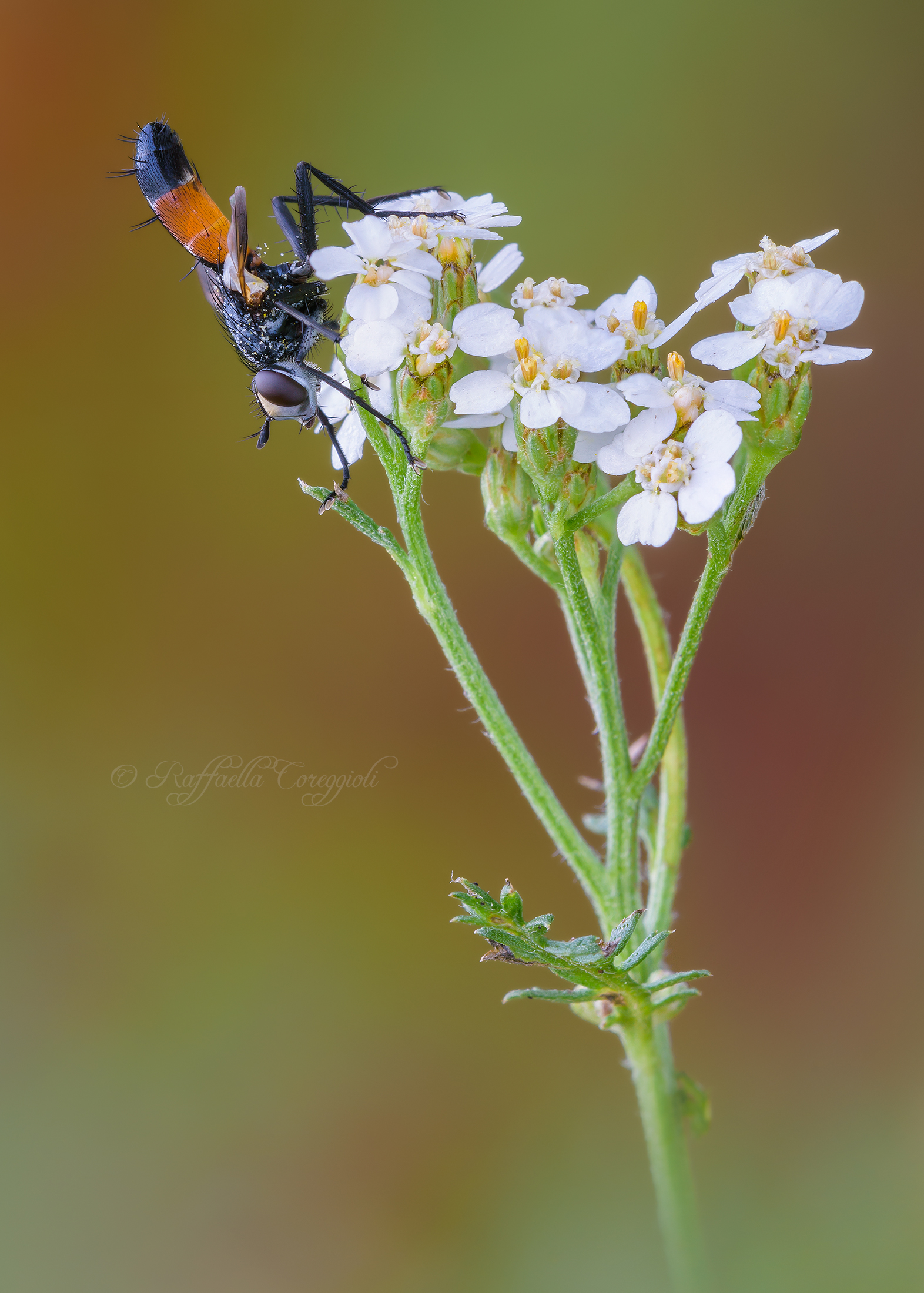 Cylindromyia brassicaria