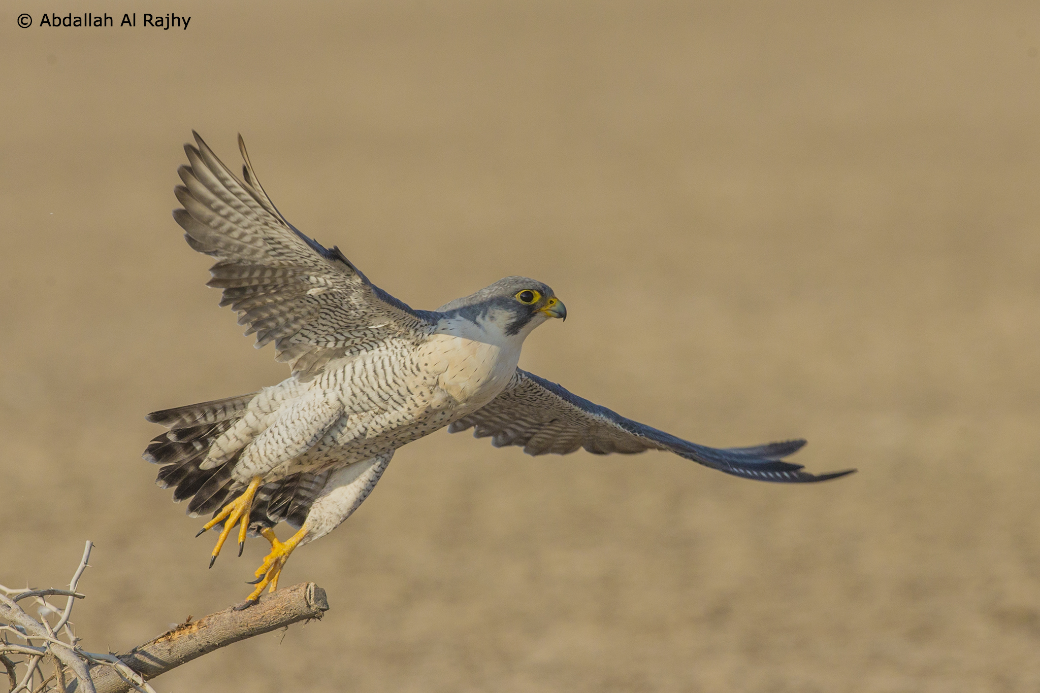 Peregrine Falcon