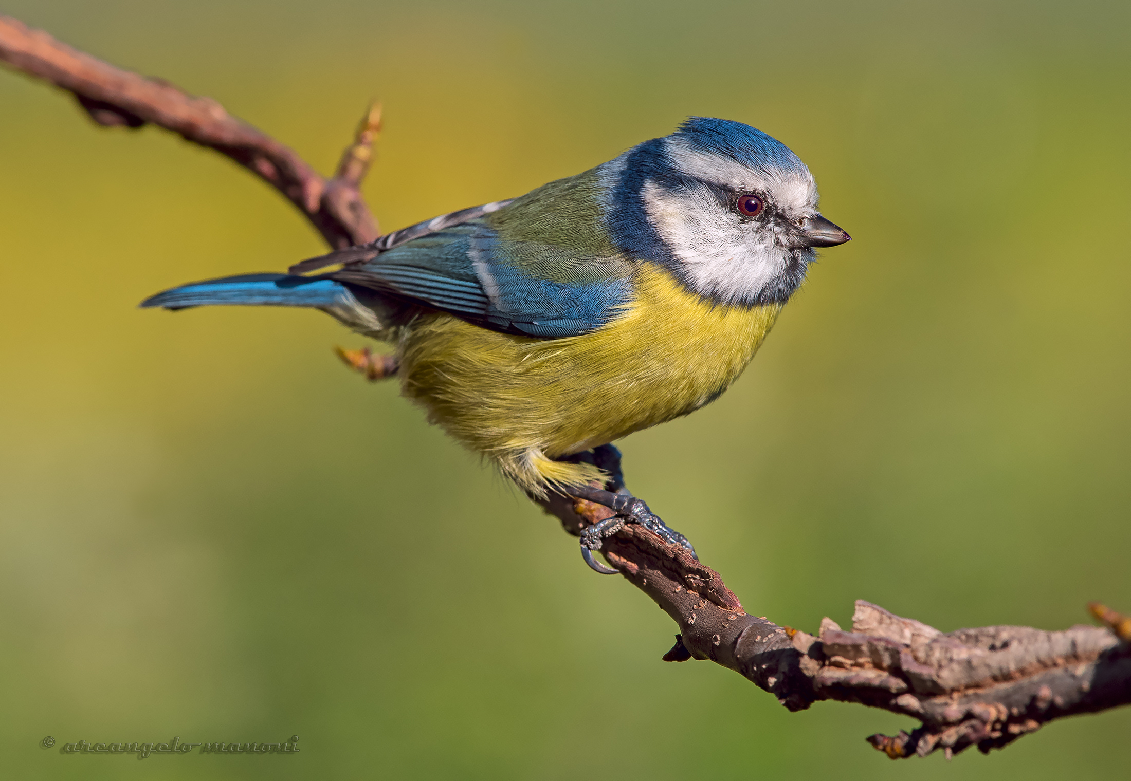 Cinciarella mon amour