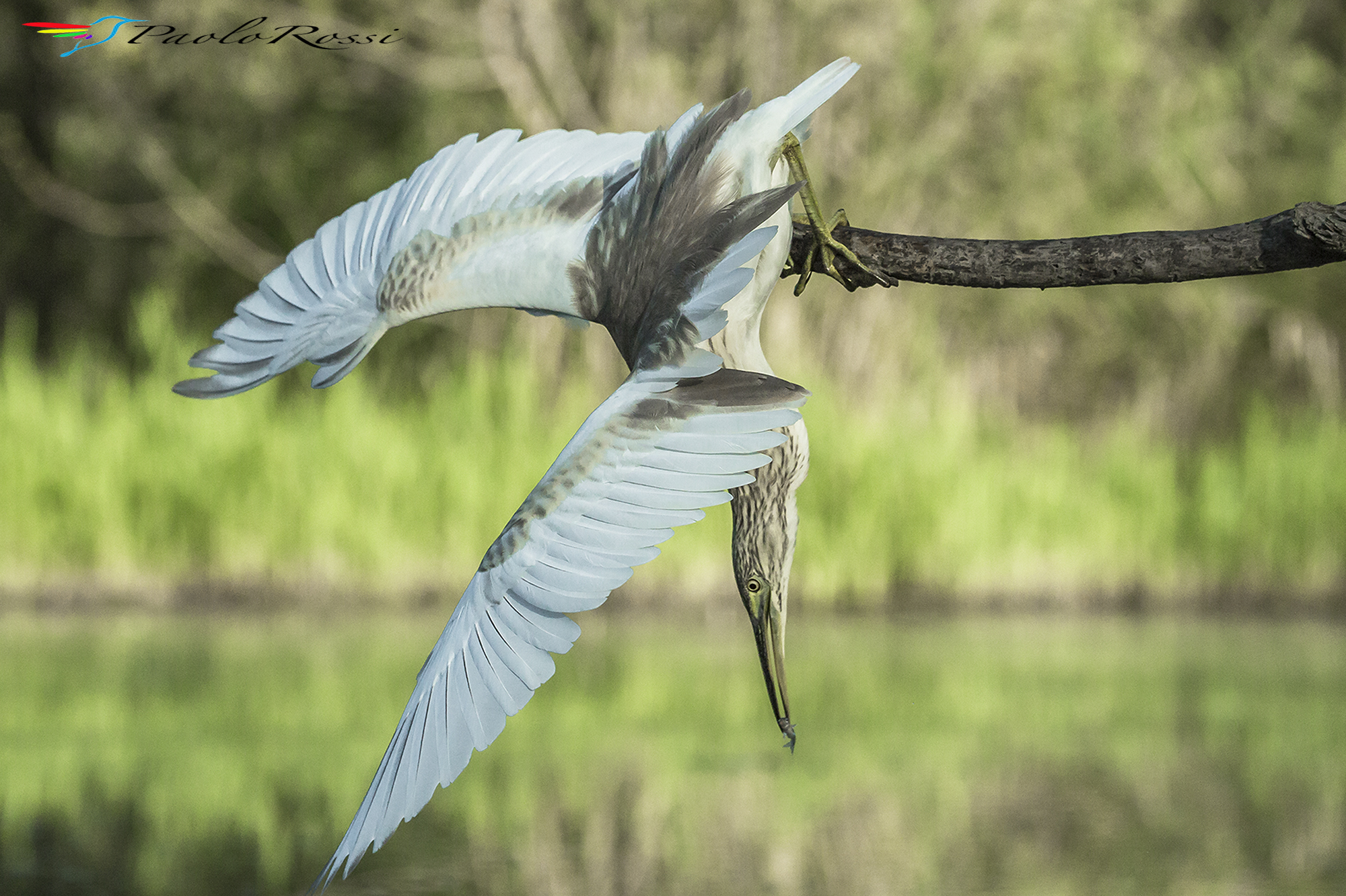 Cattura acrobatica...