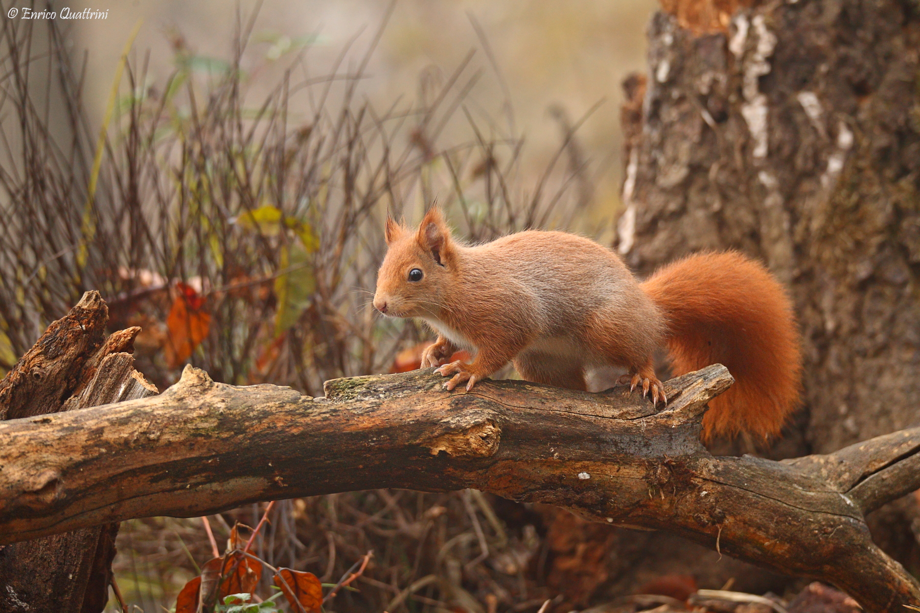 Red squirrel