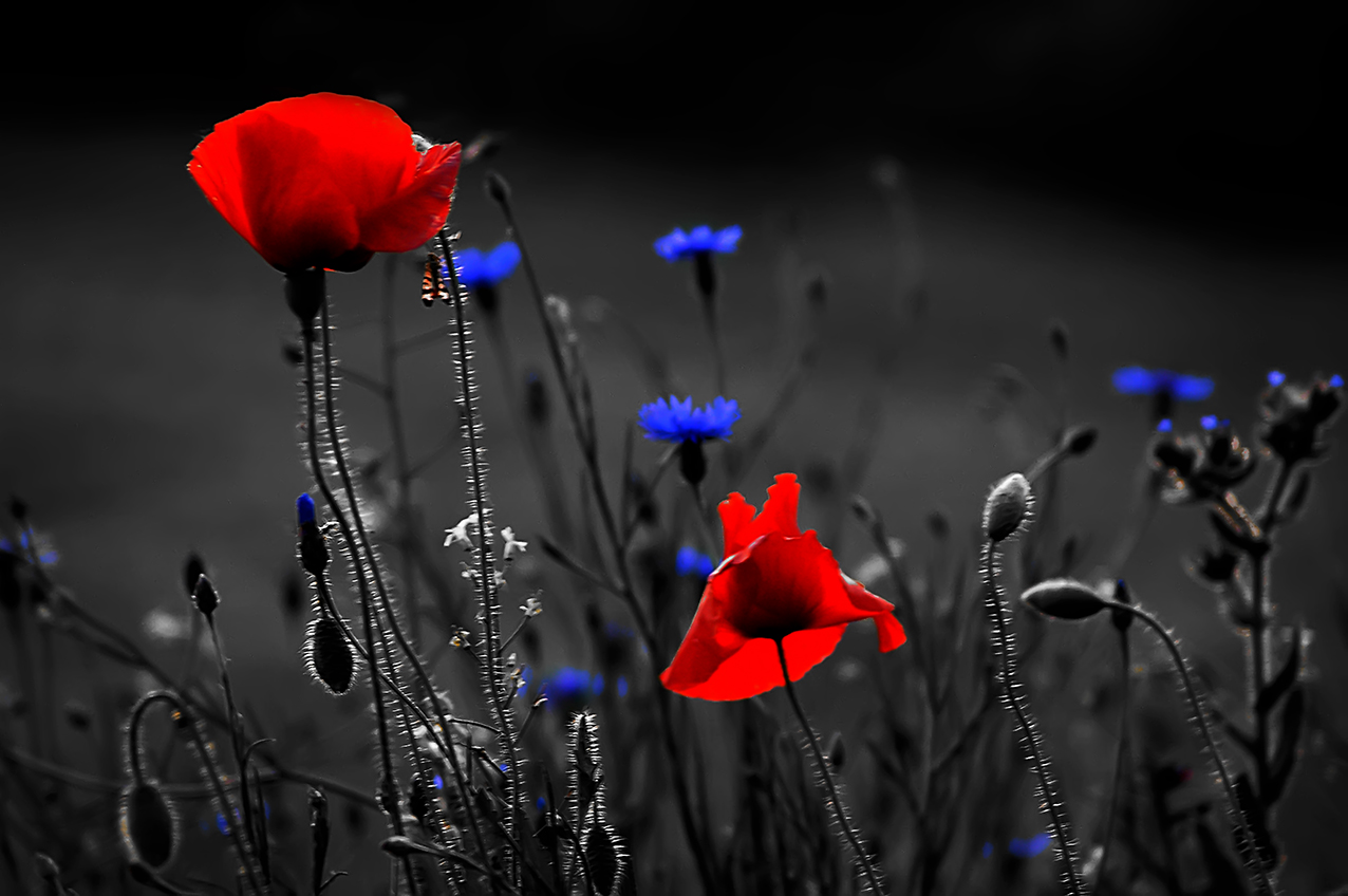 Poppy And Fiordaliso