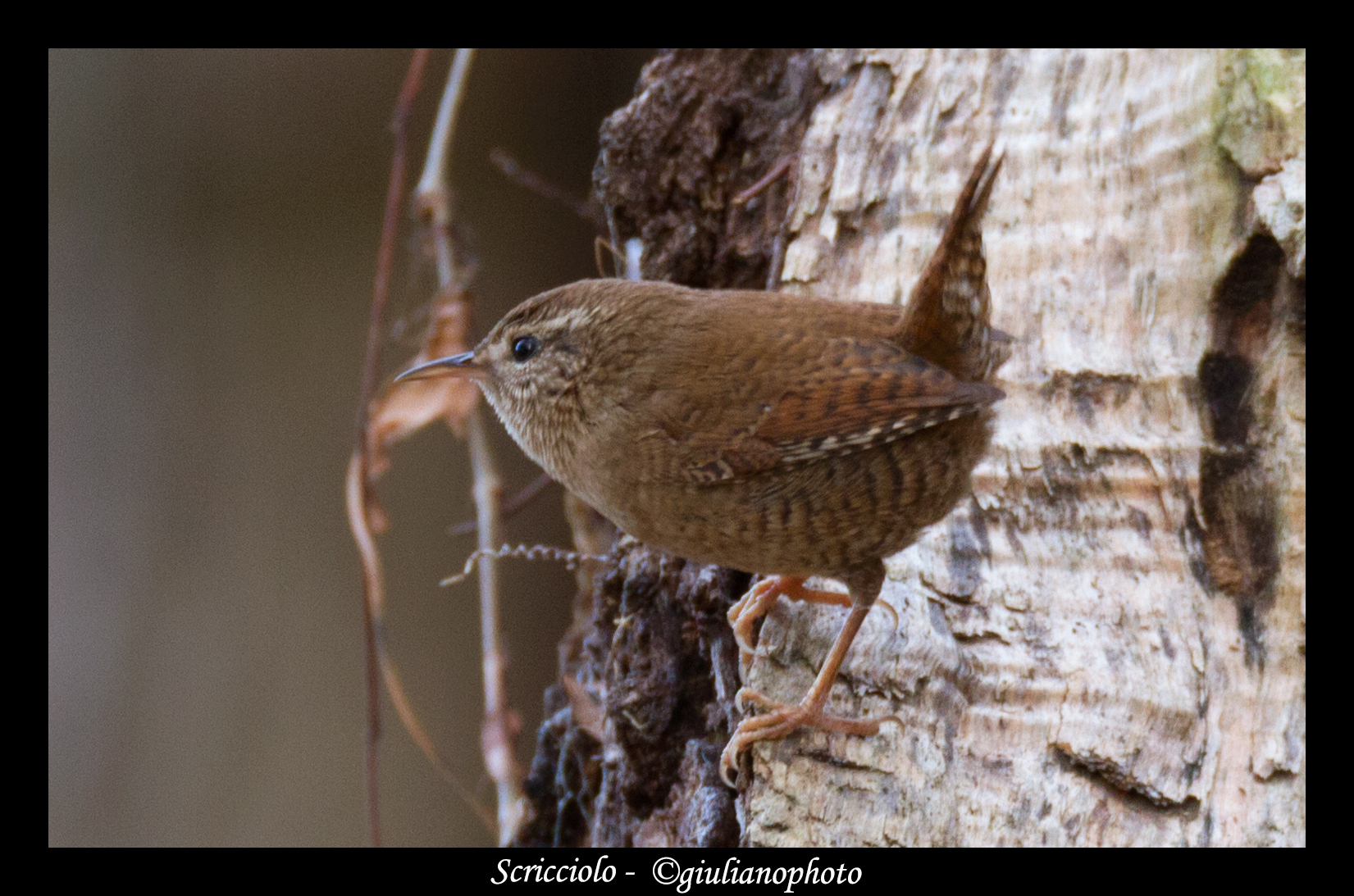 Wren