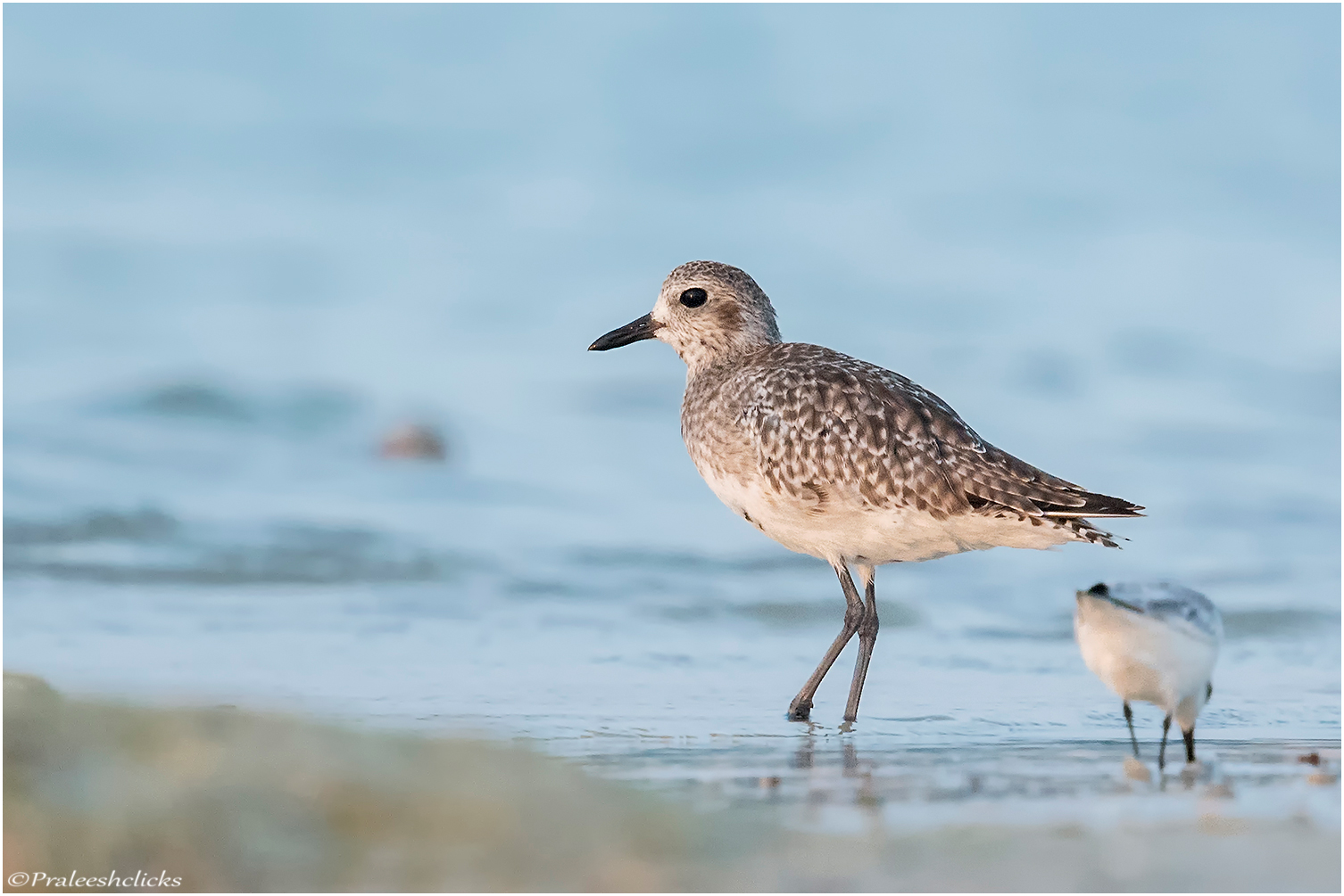 Grey Plover