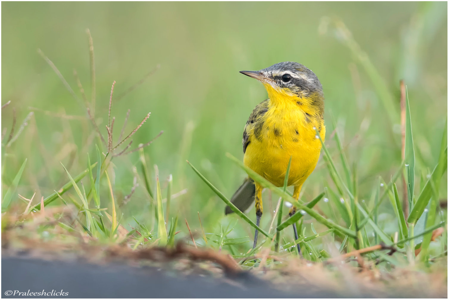 Yellow Wagtail