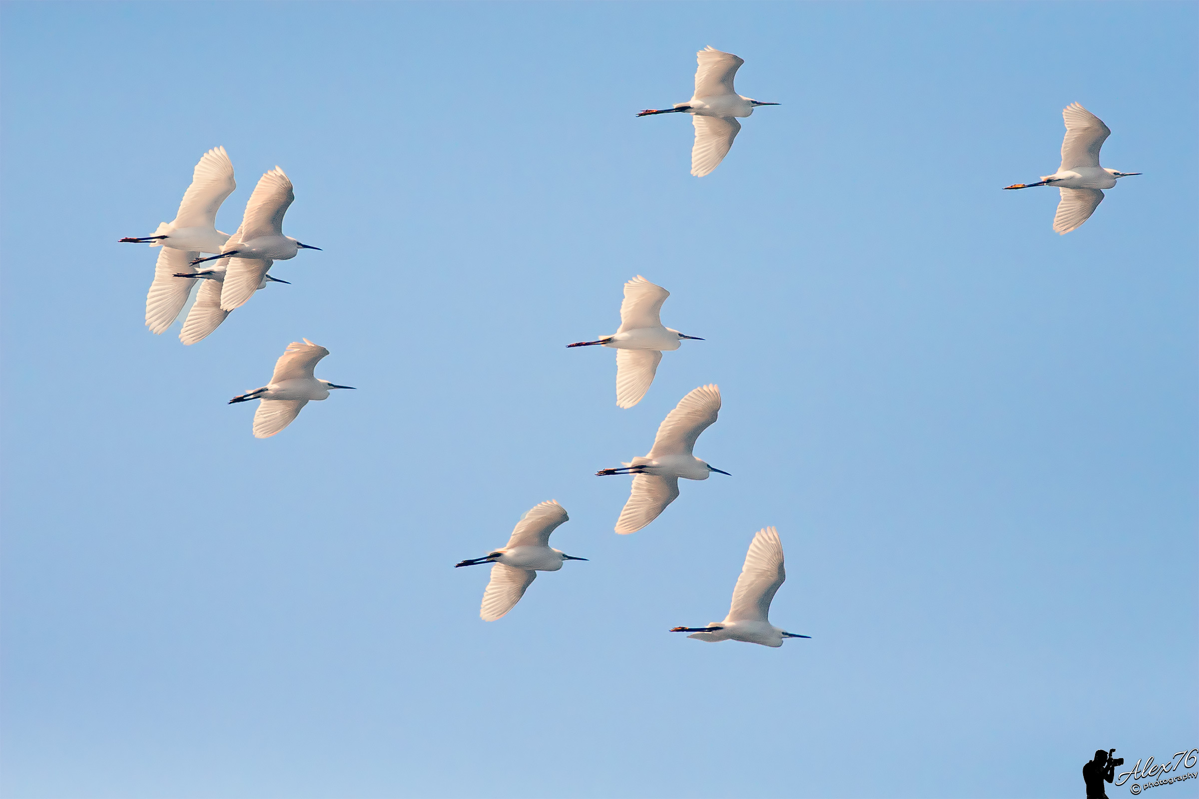 The flight of the ...