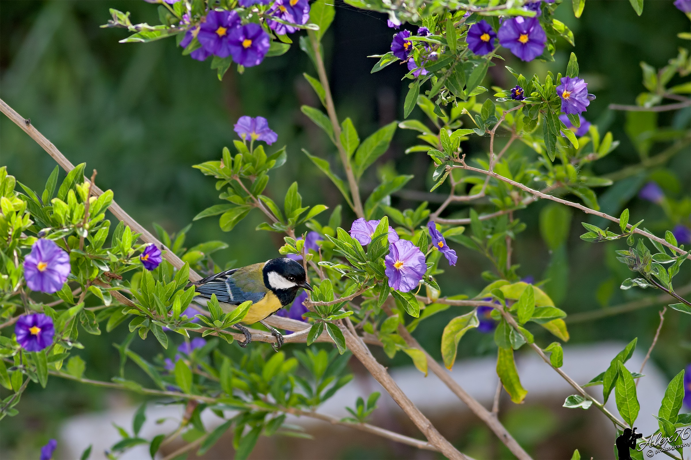 Cinciallegra (Parus major)