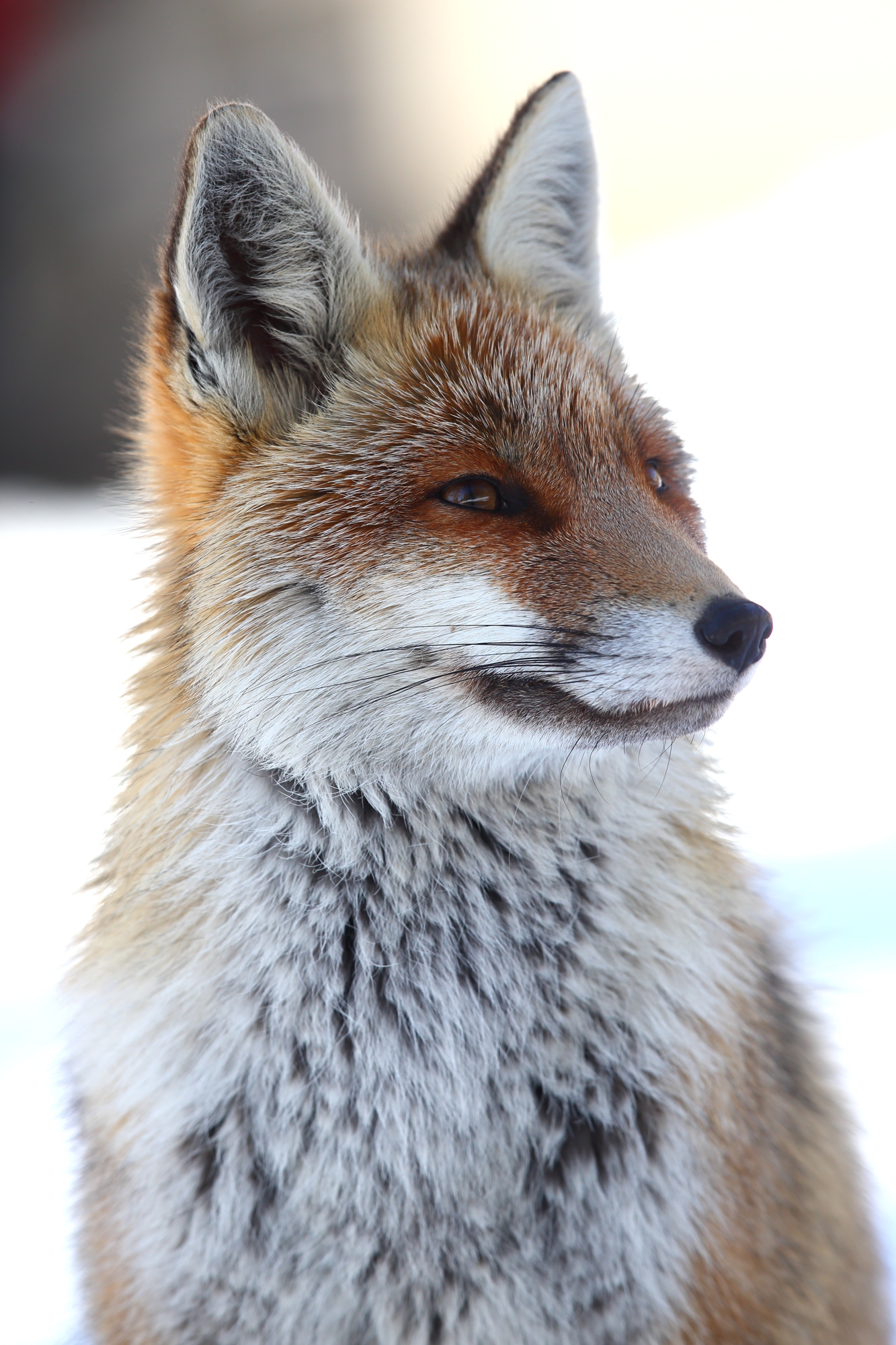 Red fox