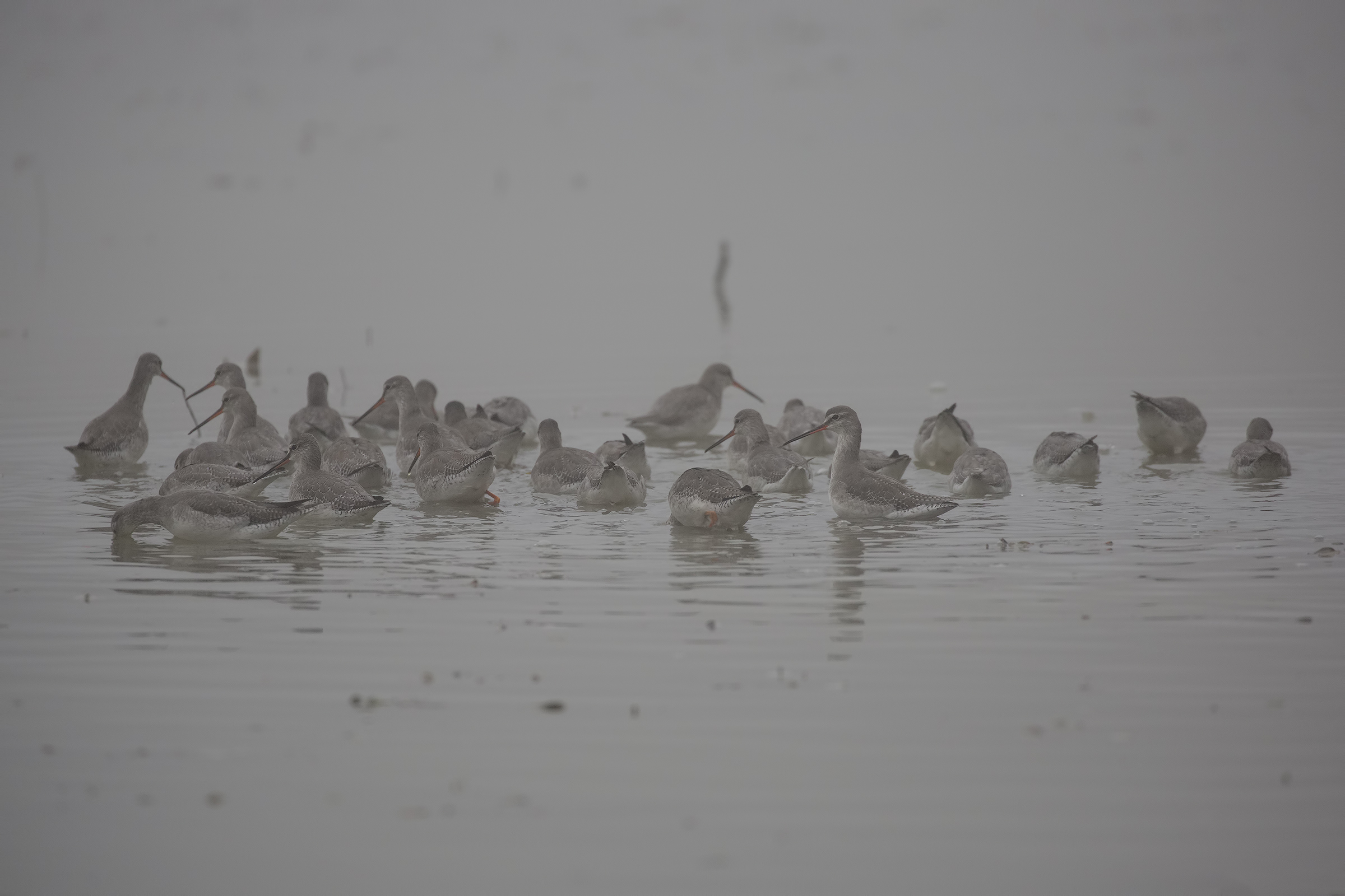 Gossips between the Fog