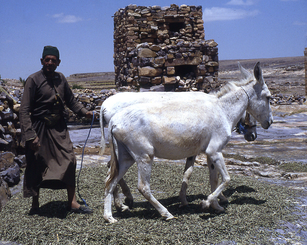955 - Graving of legumes