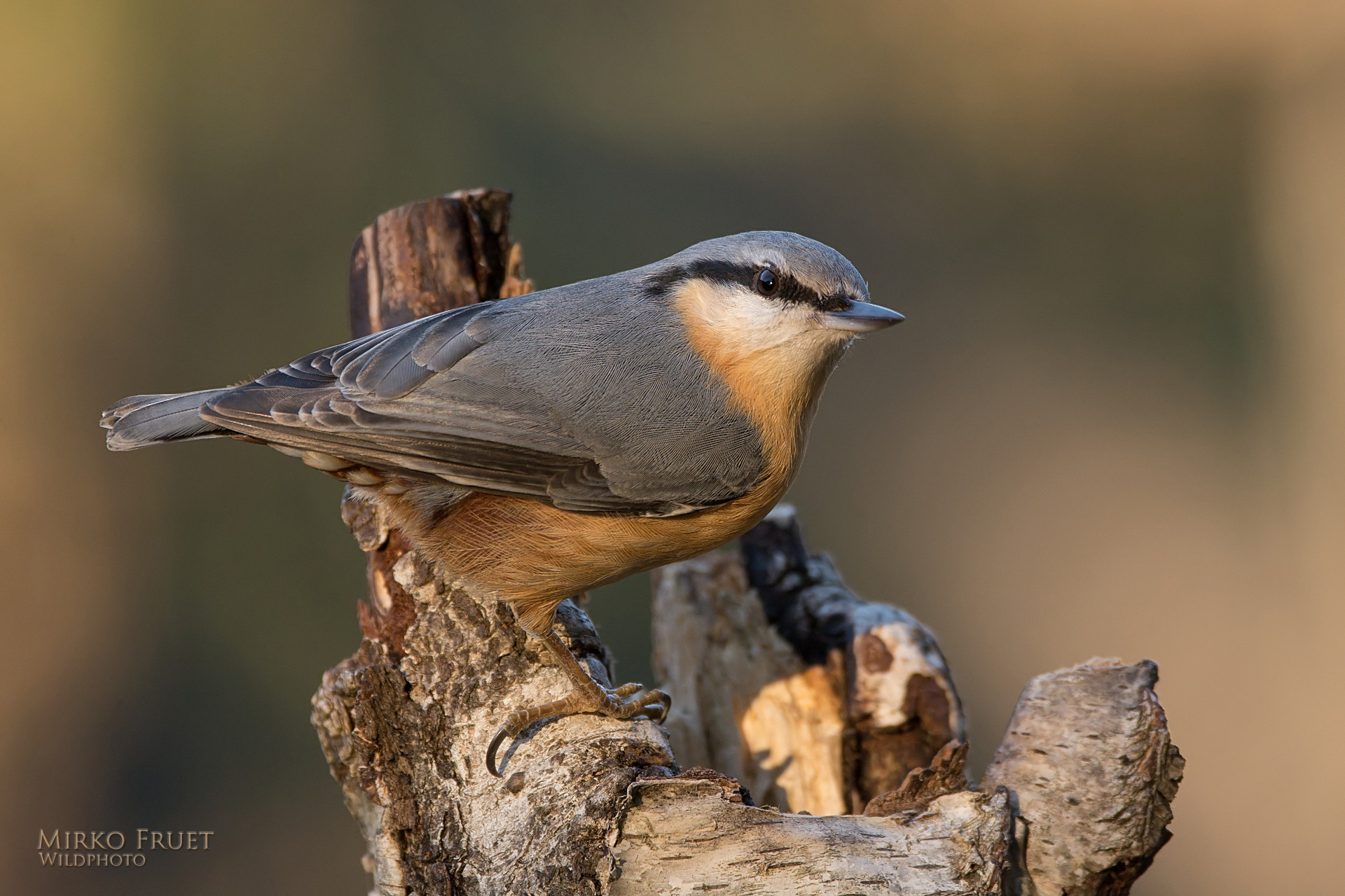 Il muratore affamato