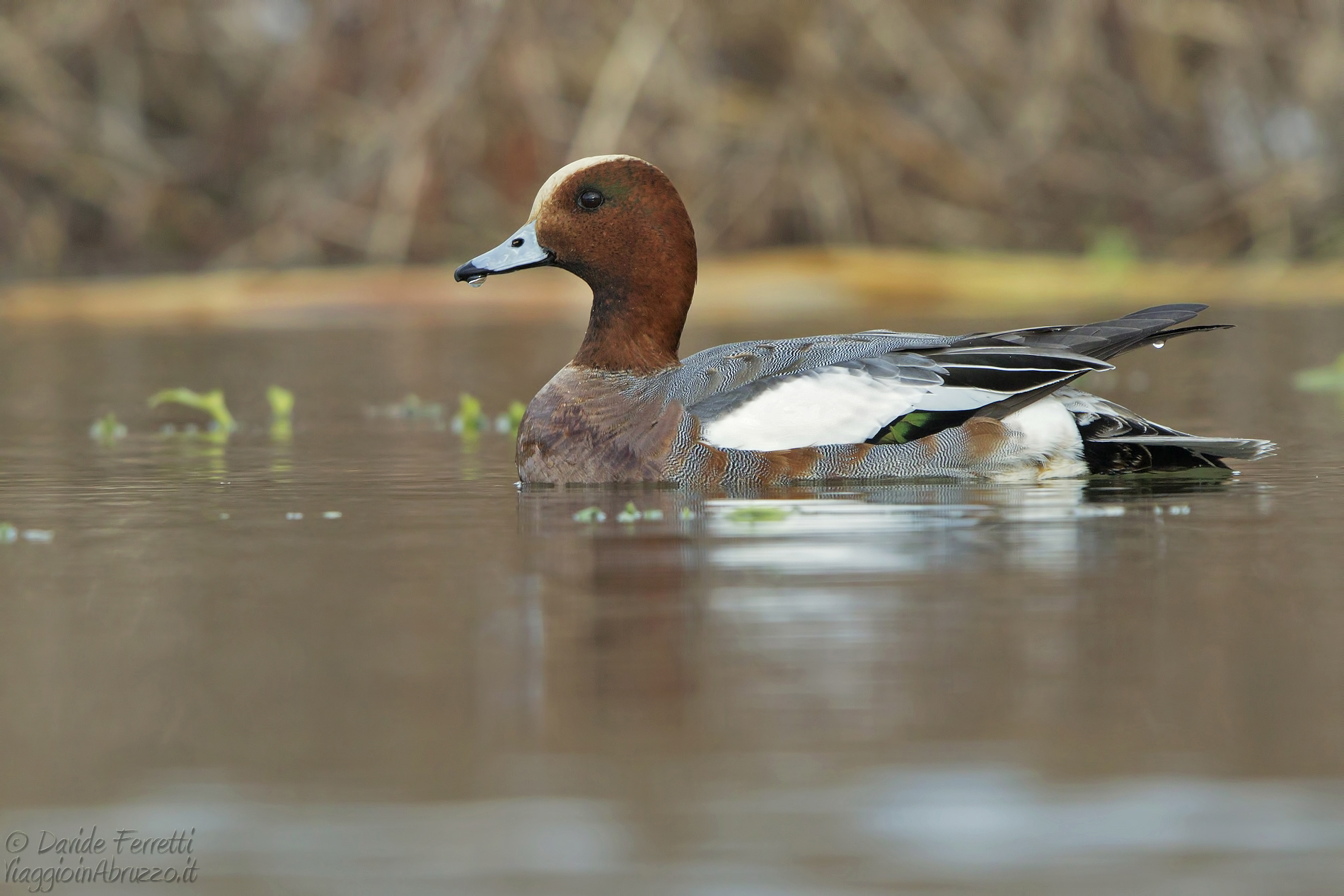 Male fiction (Eurasian wigeon, male)
