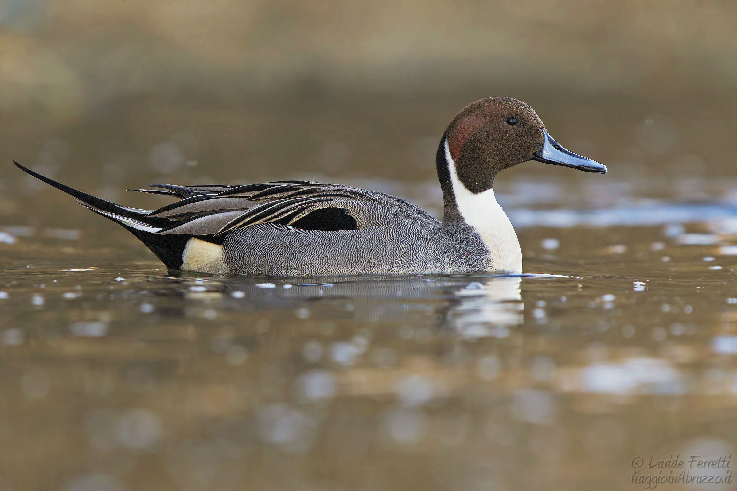 Male codon (Northern Pintail, male)