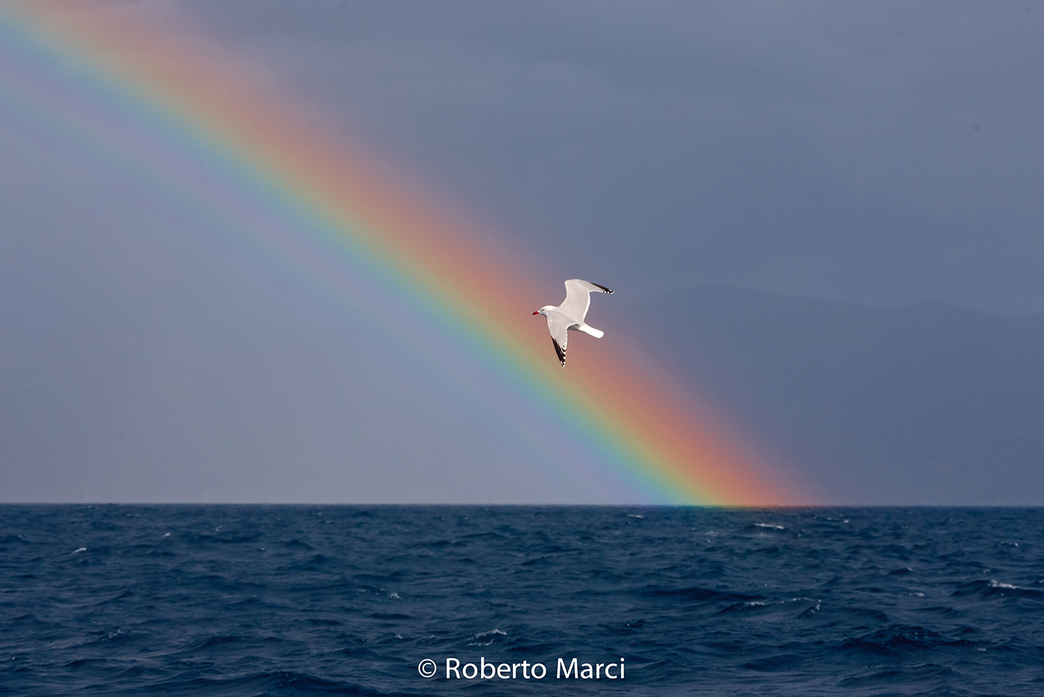 Il Gabbiano nell'arcobaleno