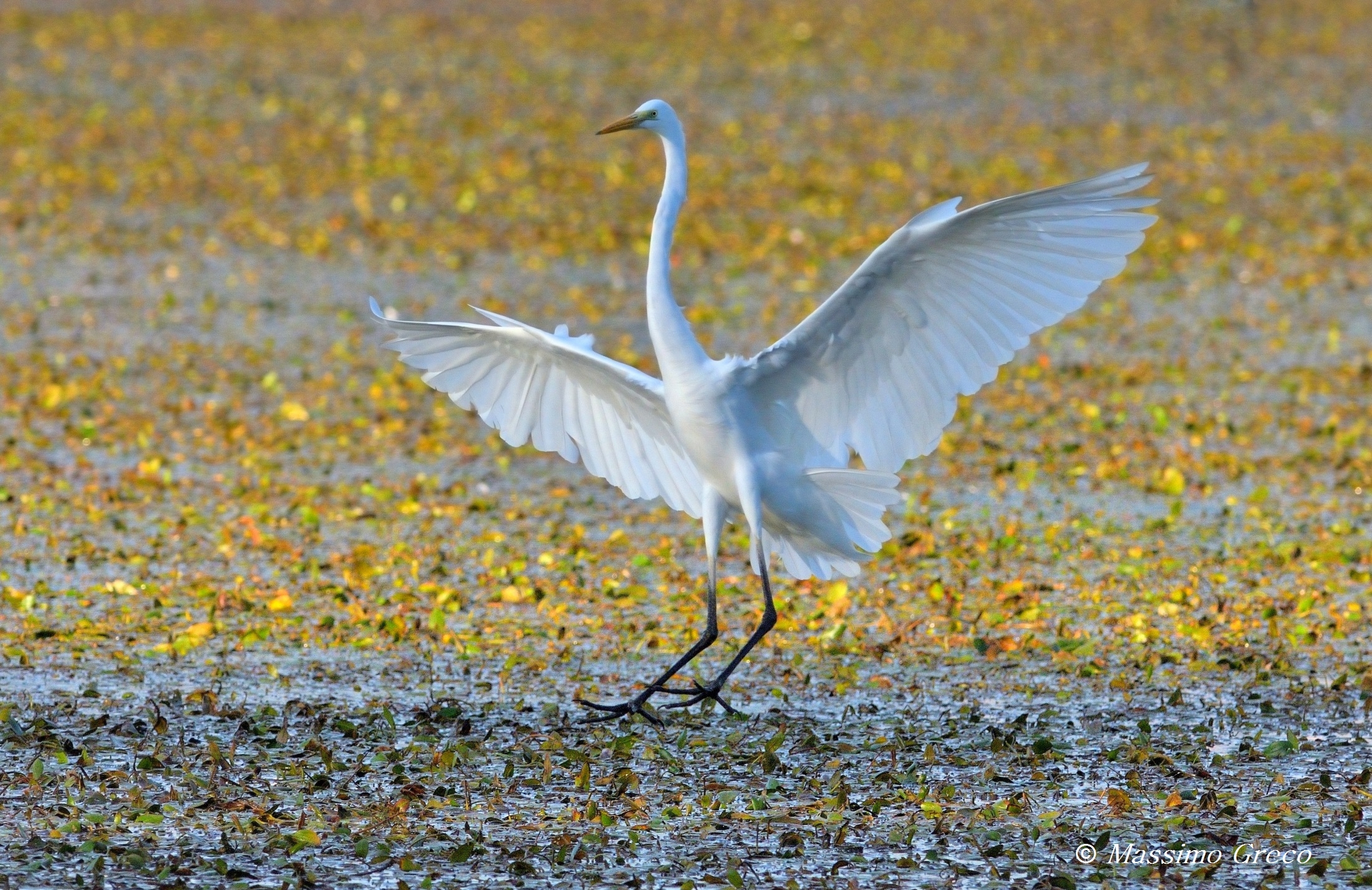 Airone bianco maggiore
