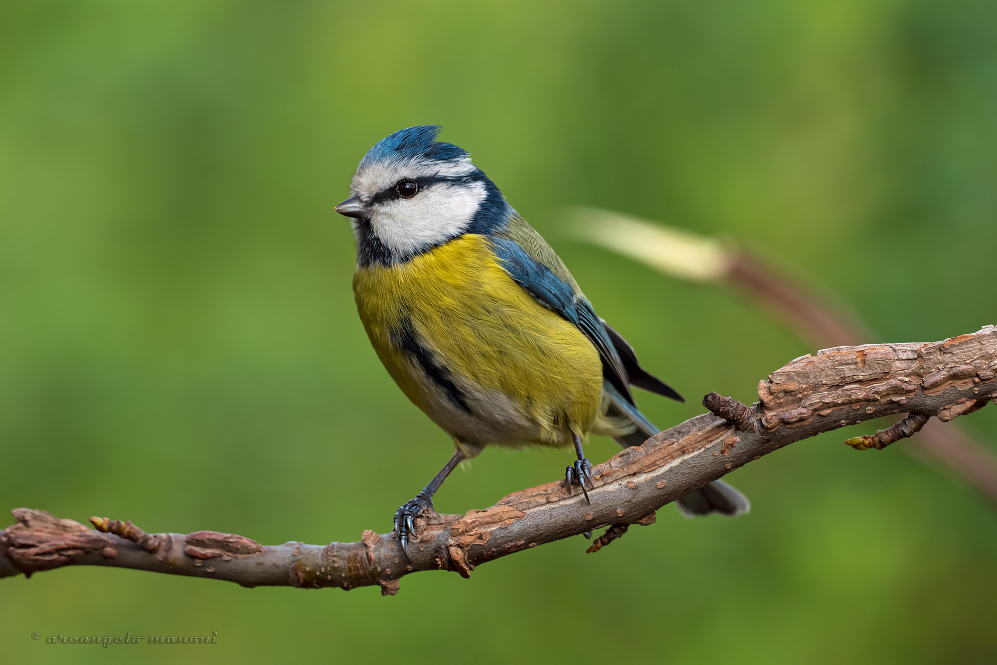 I was going to make a tinkle with the bridge