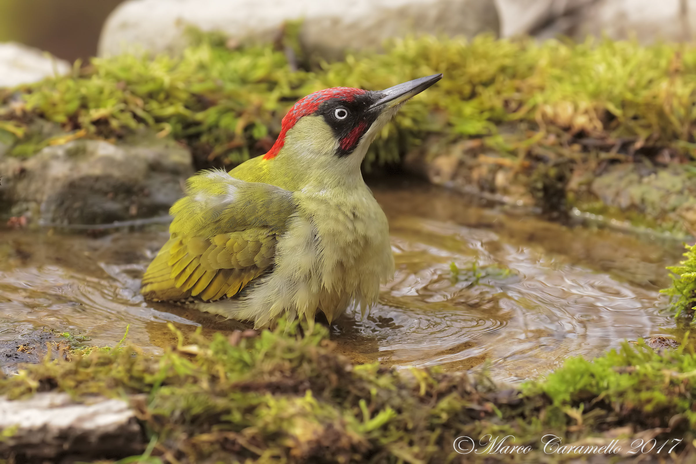 Green woodpecker