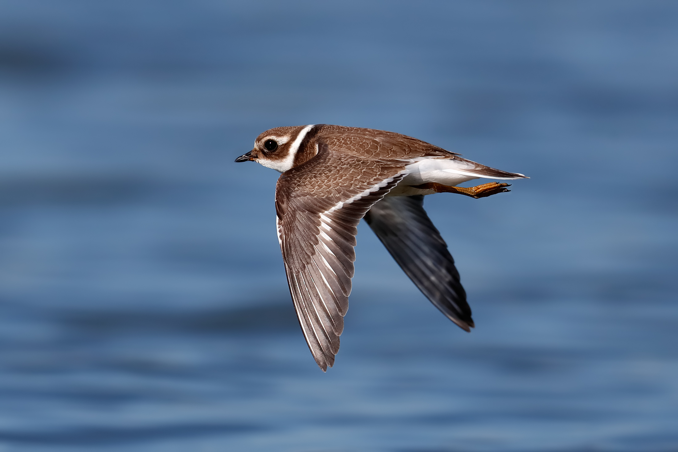 Corriere grosso juv.